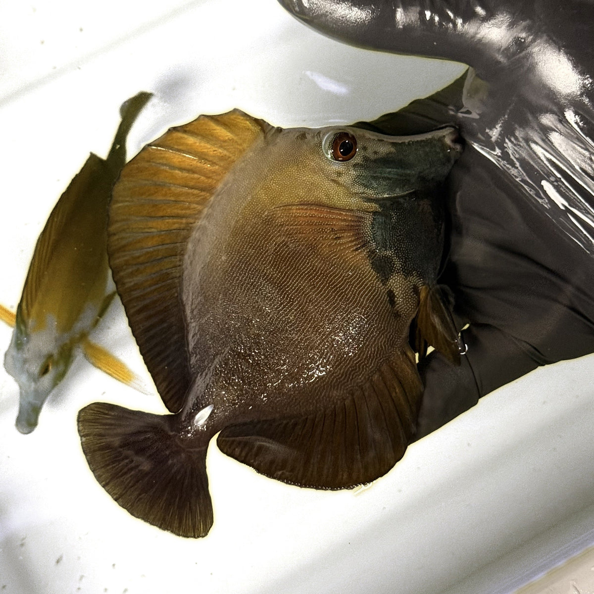 (WYSIWYG) Blueface Koi Tang A