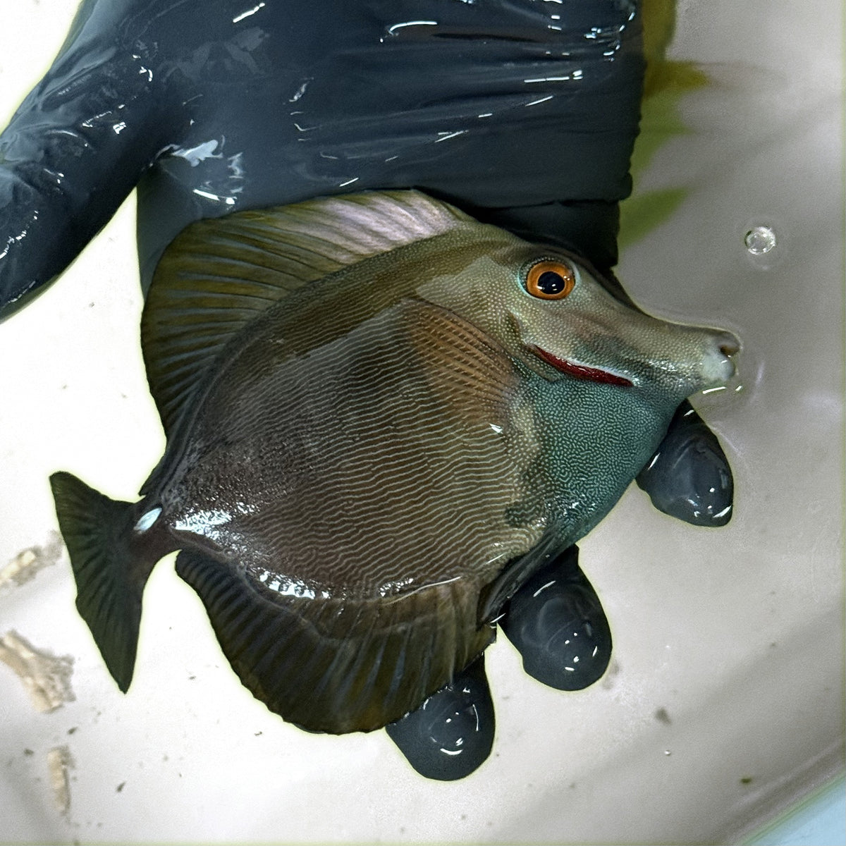 WYSIWYG Blueface Koi Tang C second angle