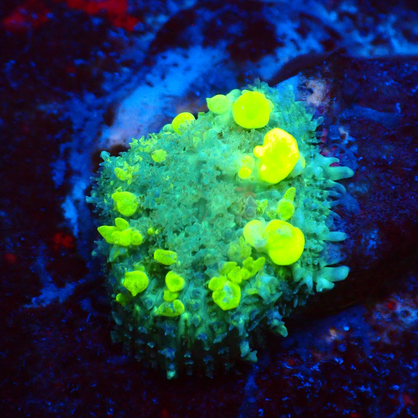 Bounce Mushroom A1 - yellow bounce vesicles on green cap