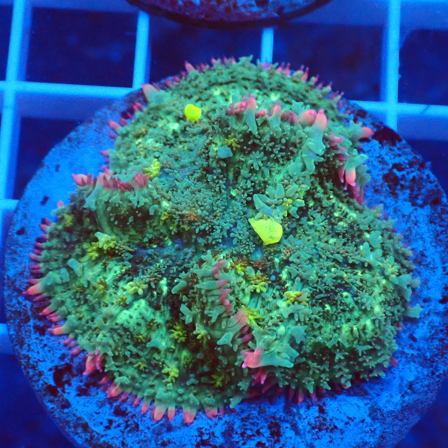 Frankenstein Bounce Mushroom A5 - pink rim