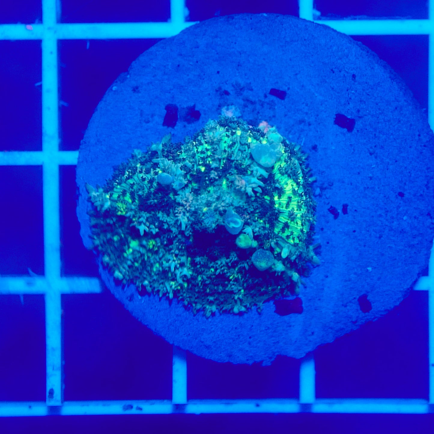 Bounce Mushroom R2T1B1 (WYSIWYG)