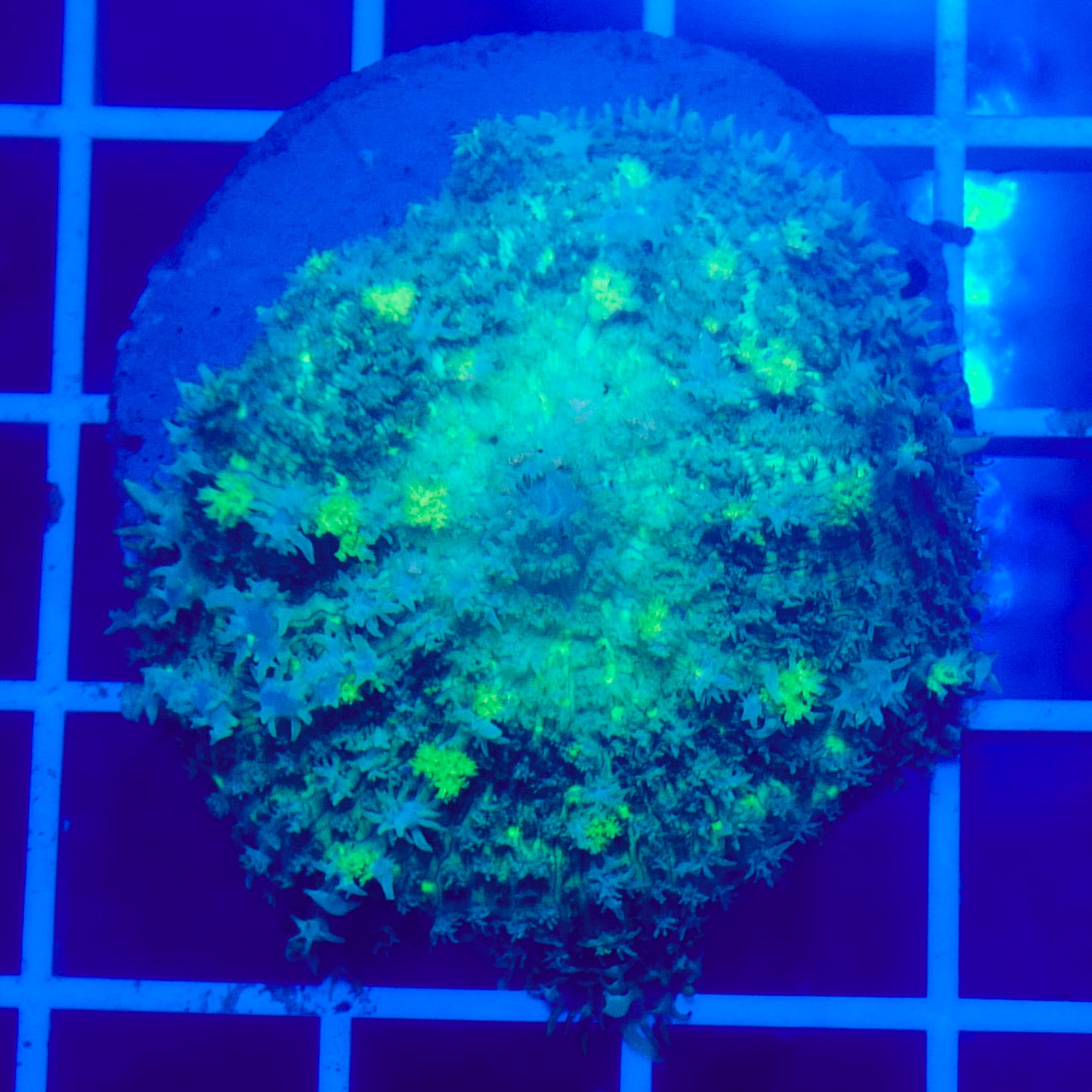 Bounce Mushroom R2T1C3 (WYSIWYG)