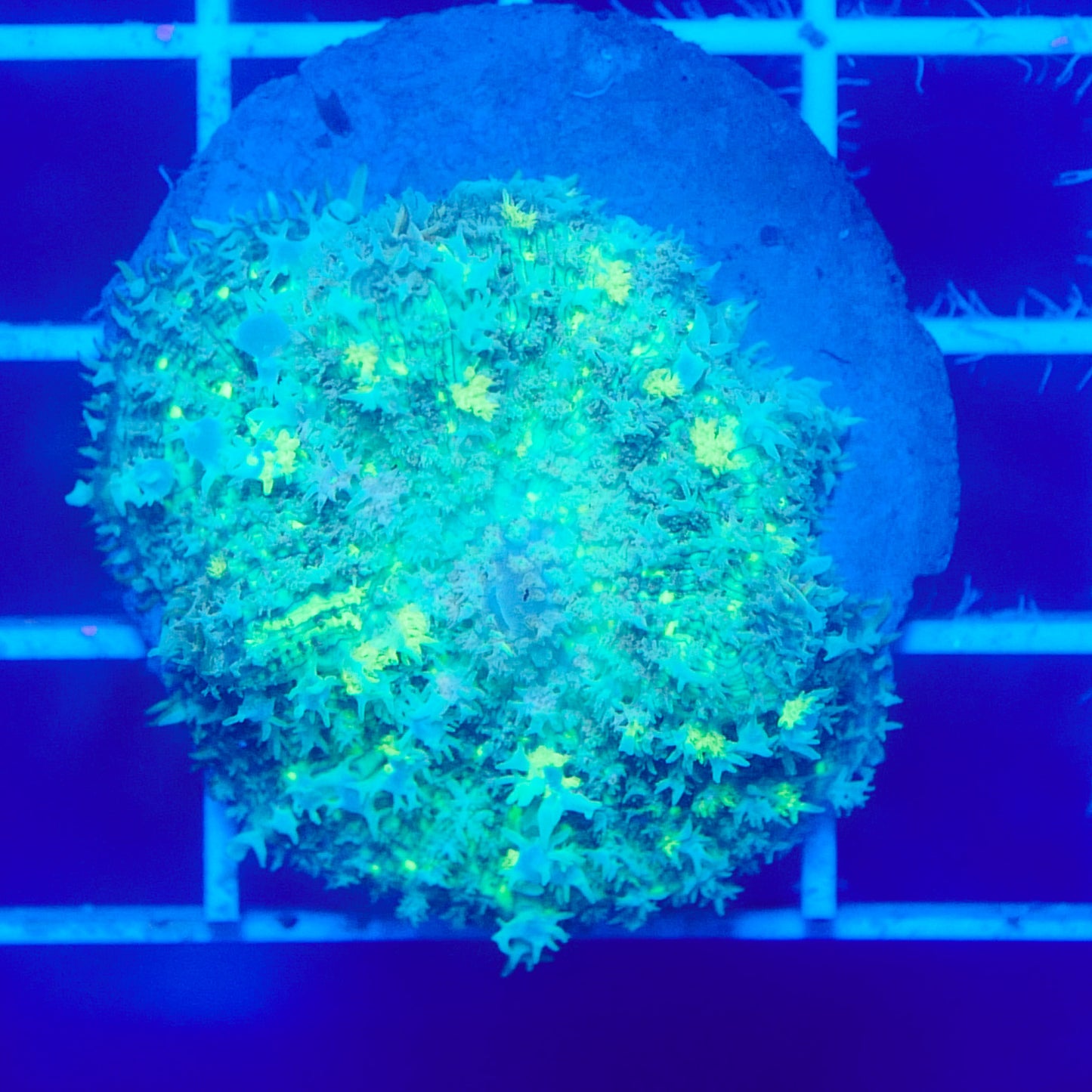 Bounce Mushroom R2T1D1 (WYSIWYG)