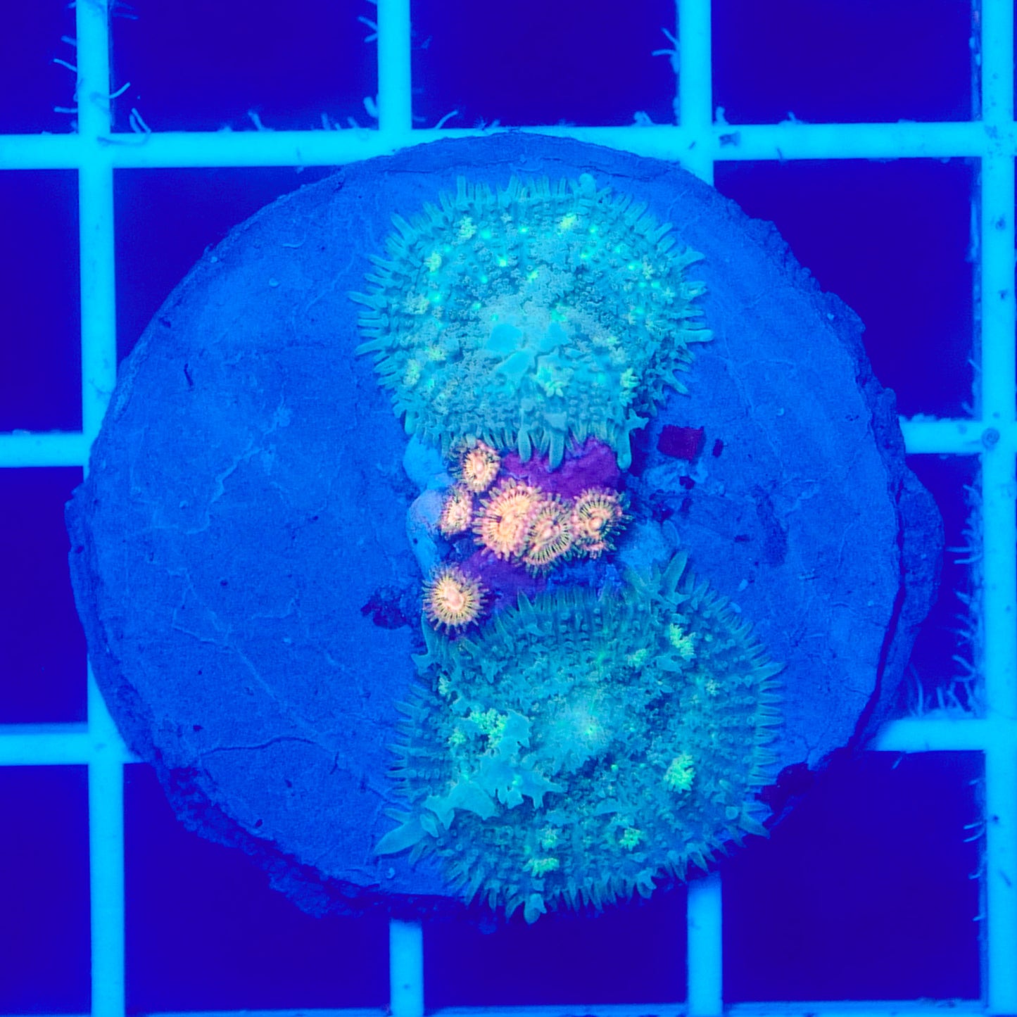 Bounce Mushroom Pack R2T1F2 (WYSIWYG)