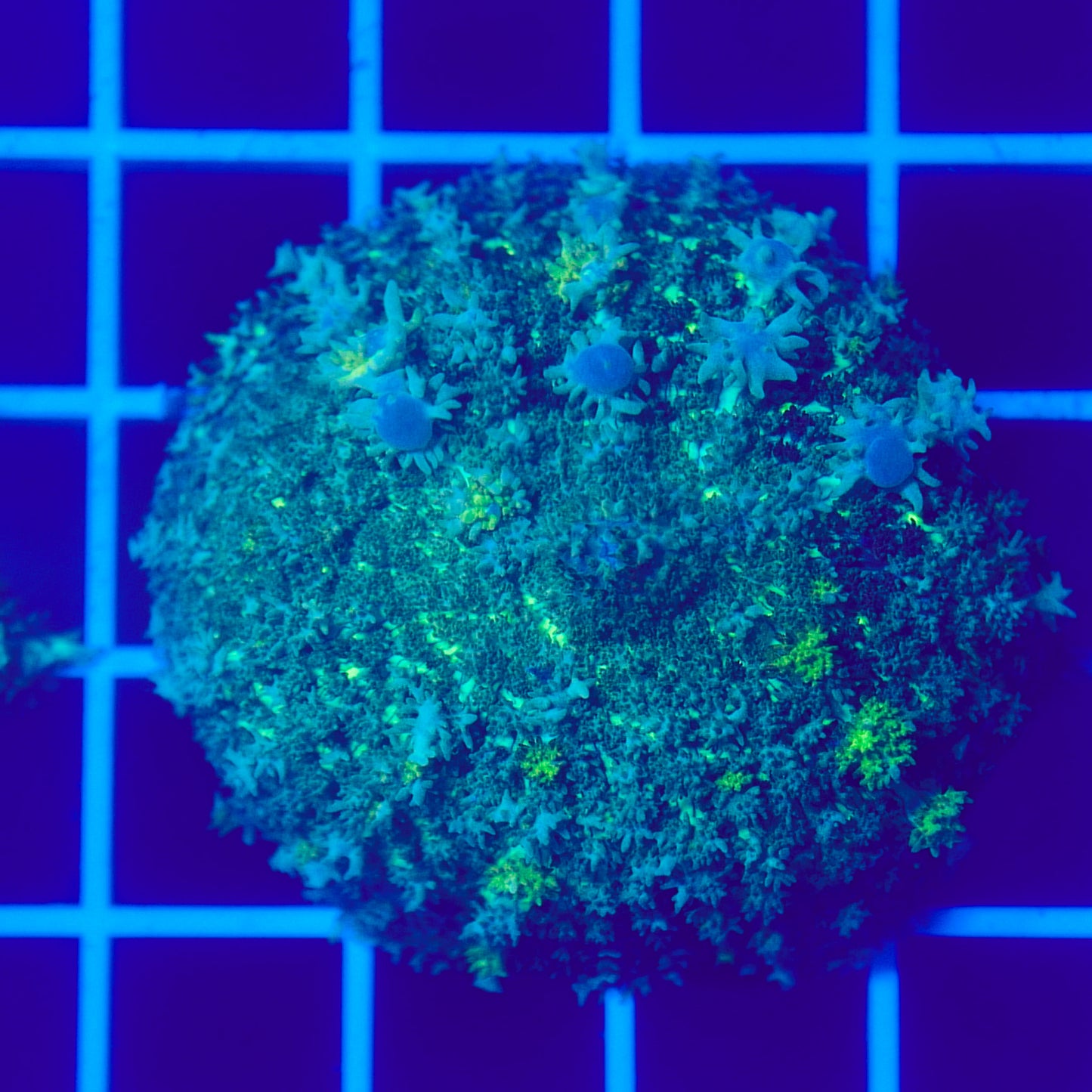 Bounce Mushroom R3T1B2 (WYSIWYG)