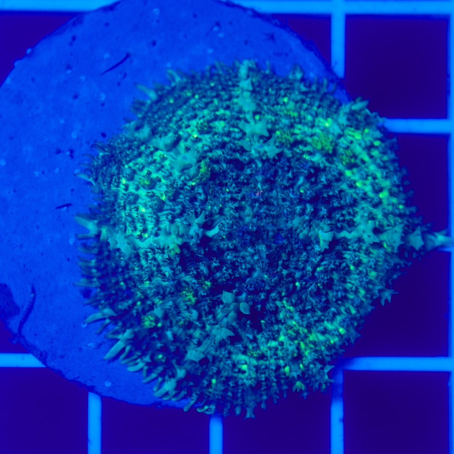 Bounce Mushroom R3T1B3 (WYSIWYG)