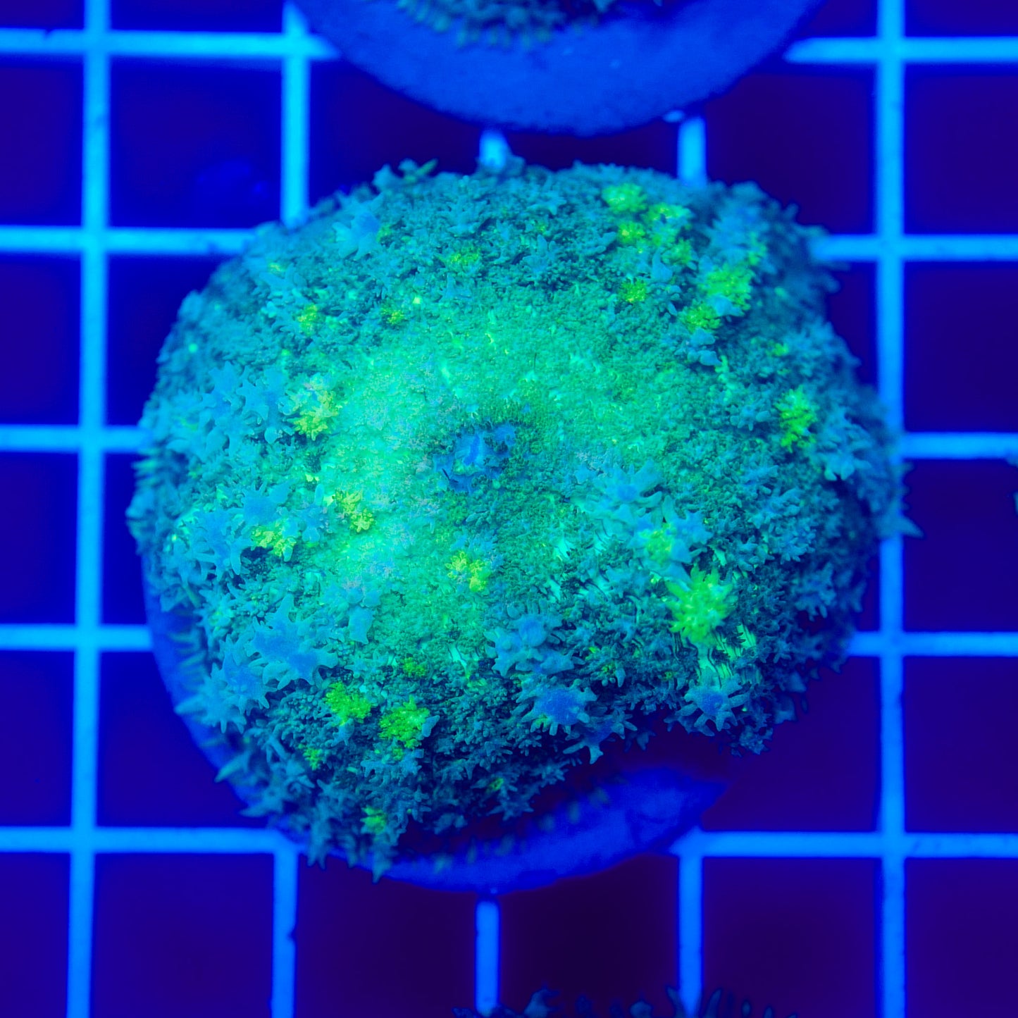 Bounce Mushroom R3T1B7 (WYSIWYG)