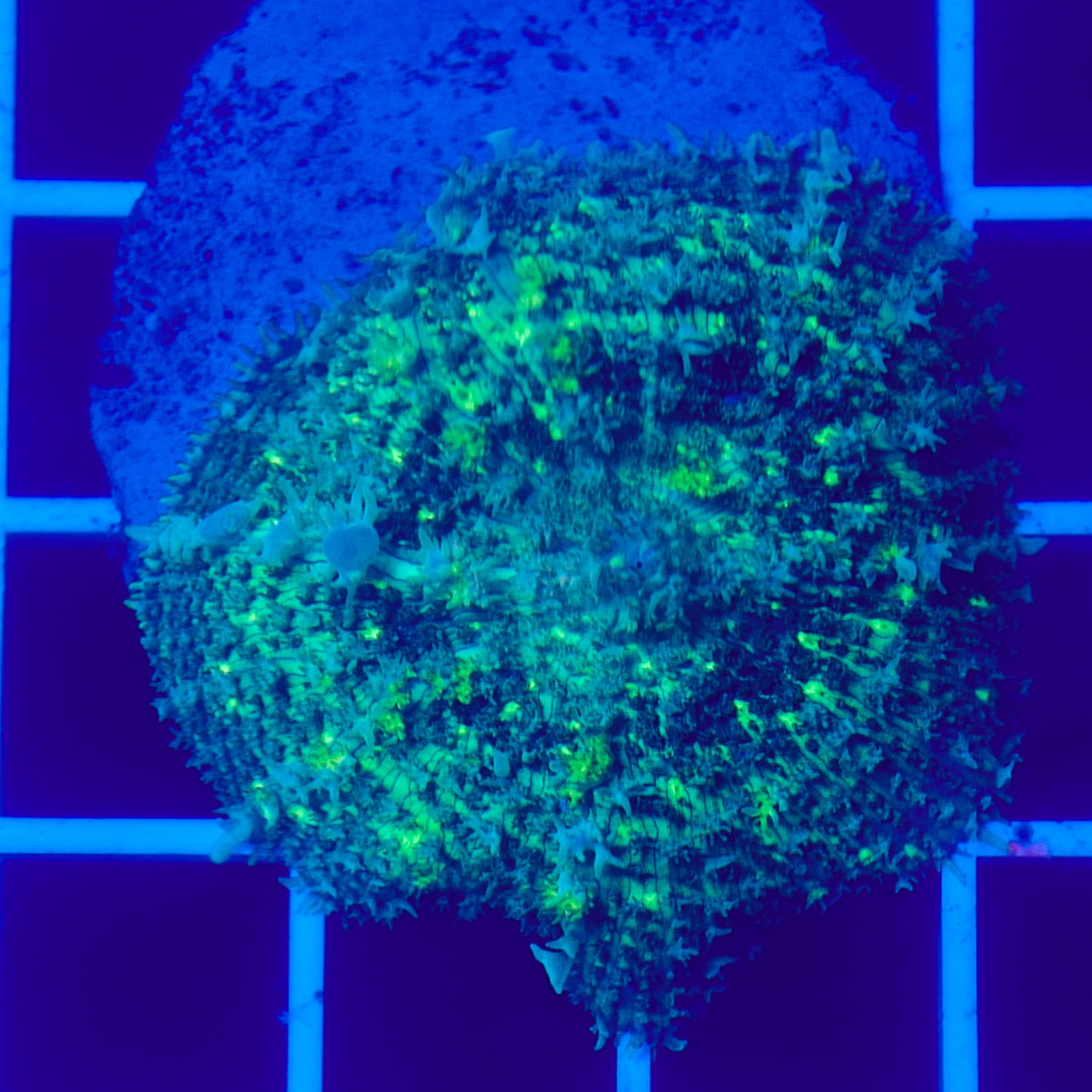 Bounce Mushroom R3T1C3 (WYSIWYG)