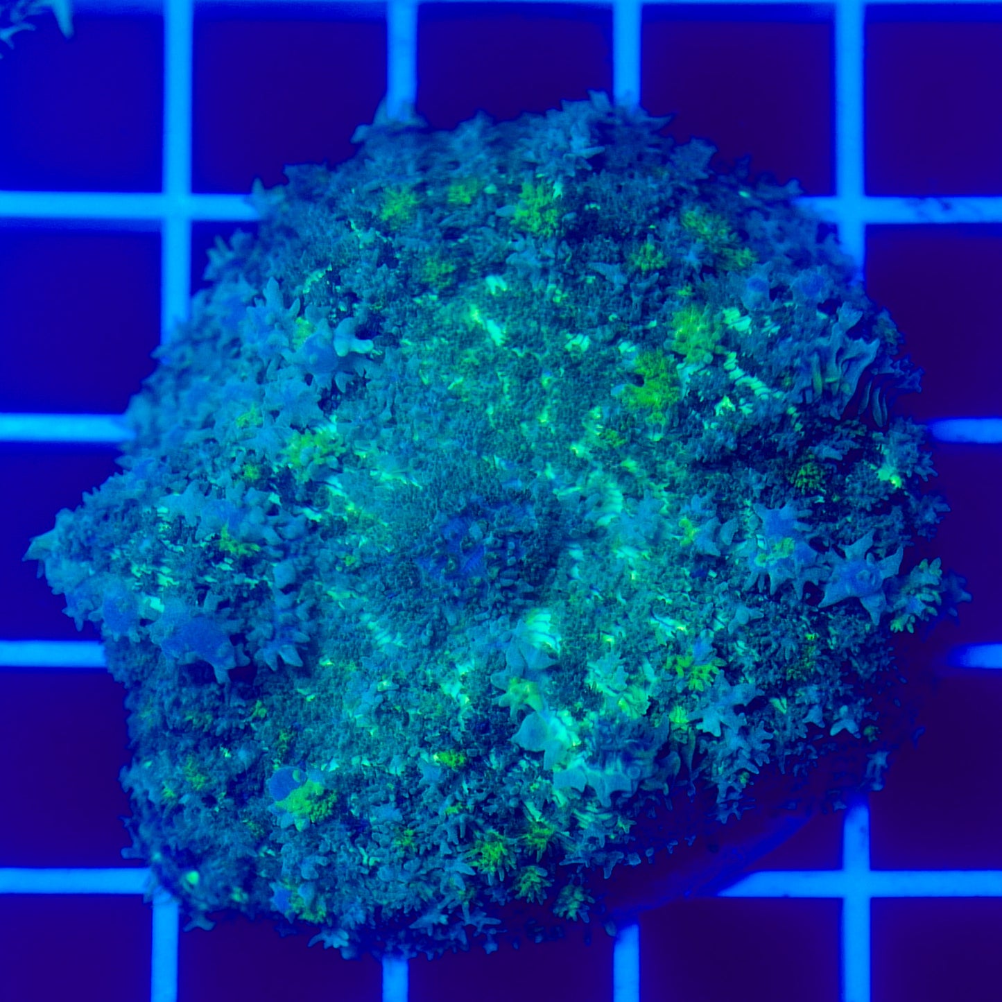 Bounce Mushroom R3T1C4 (WYSIWYG)