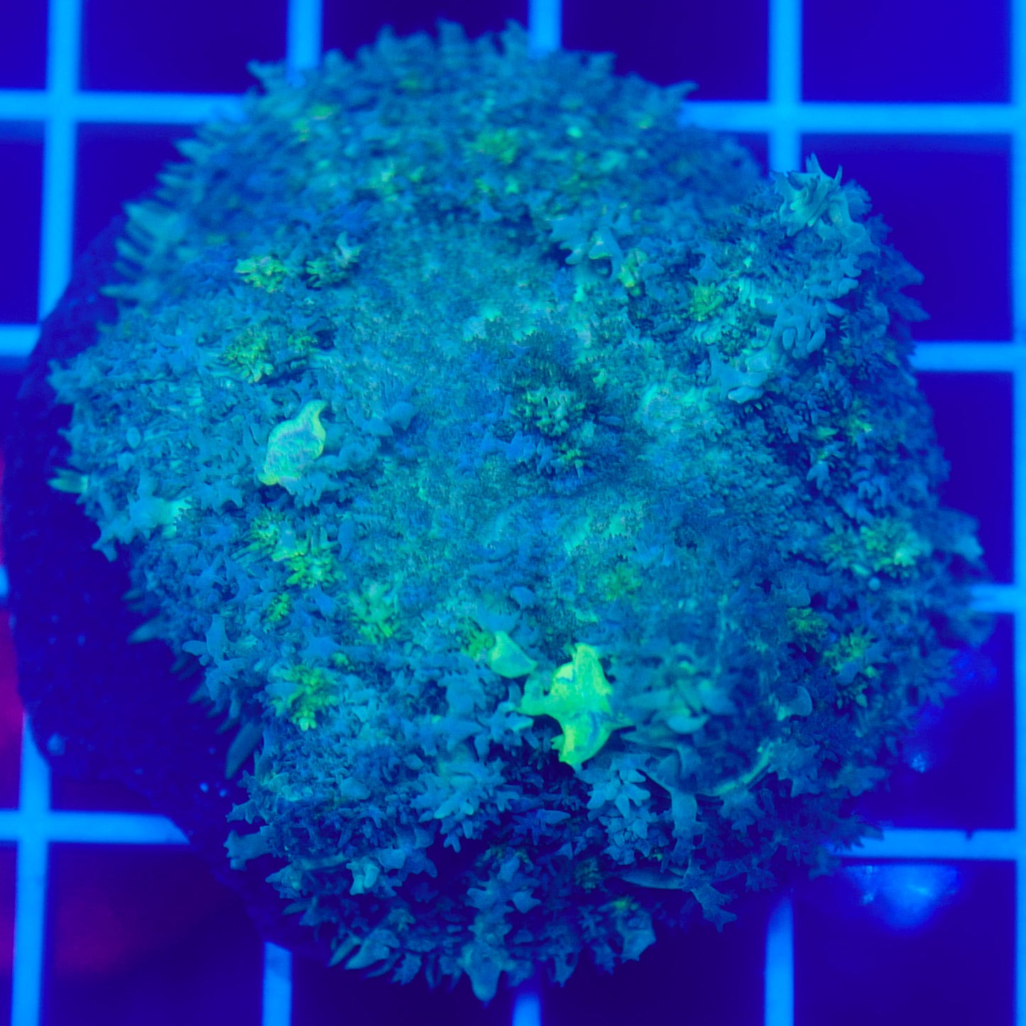 Bounce Mushroom R3T1C8 (WYSIWYG)