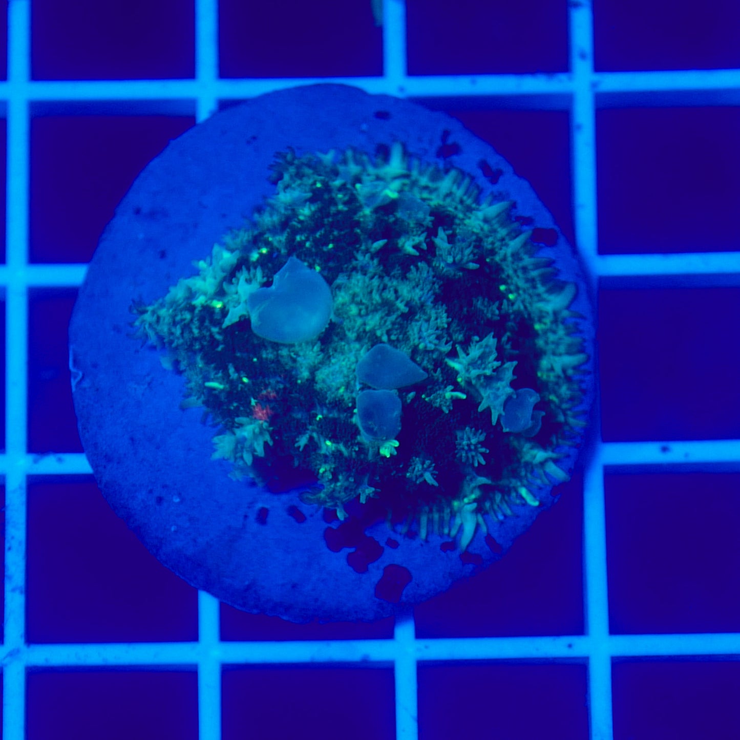 Bounce Mushroom R3T1D2 (WYSIWYG)