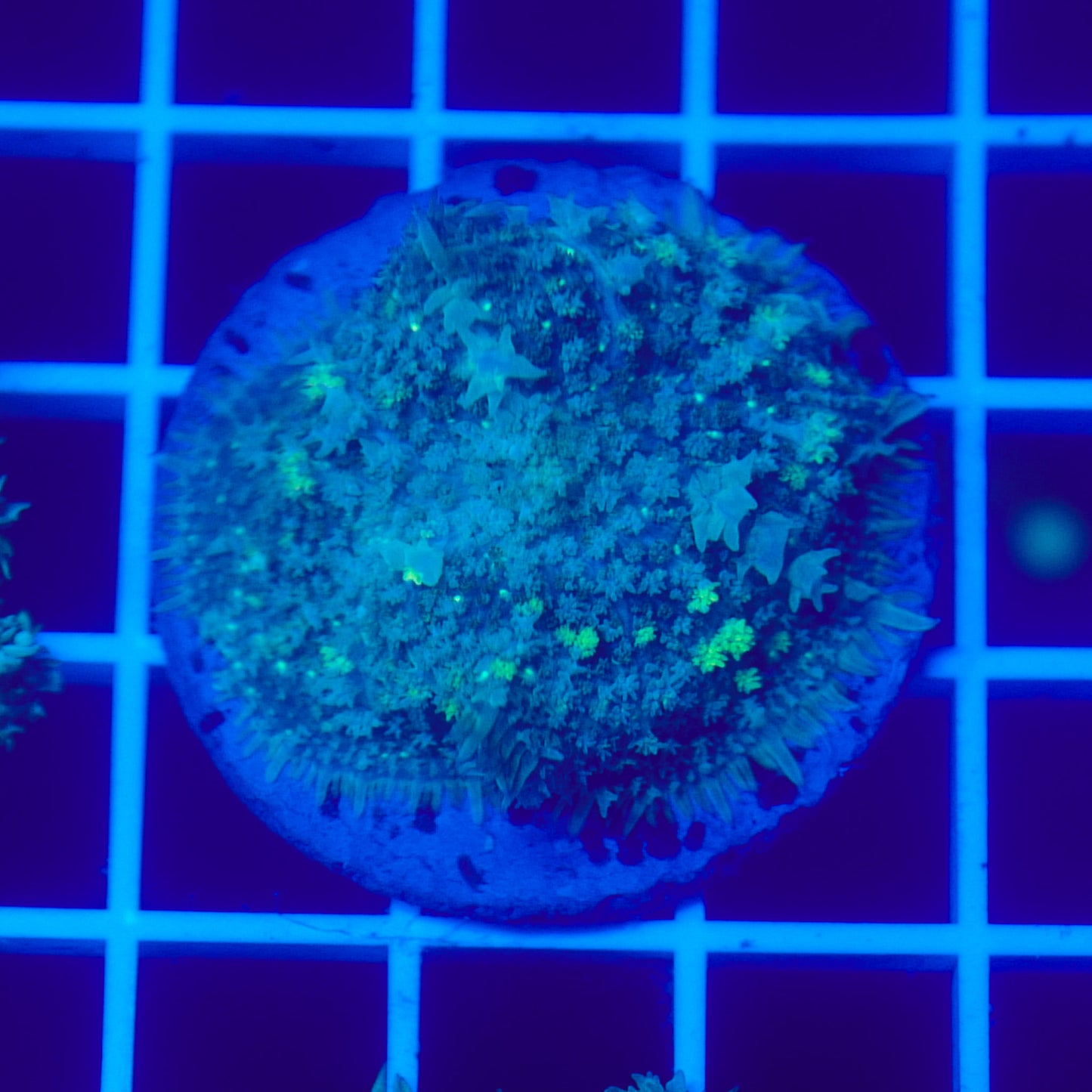 Bounce Mushroom R3T1D4 (WYSIWYG)