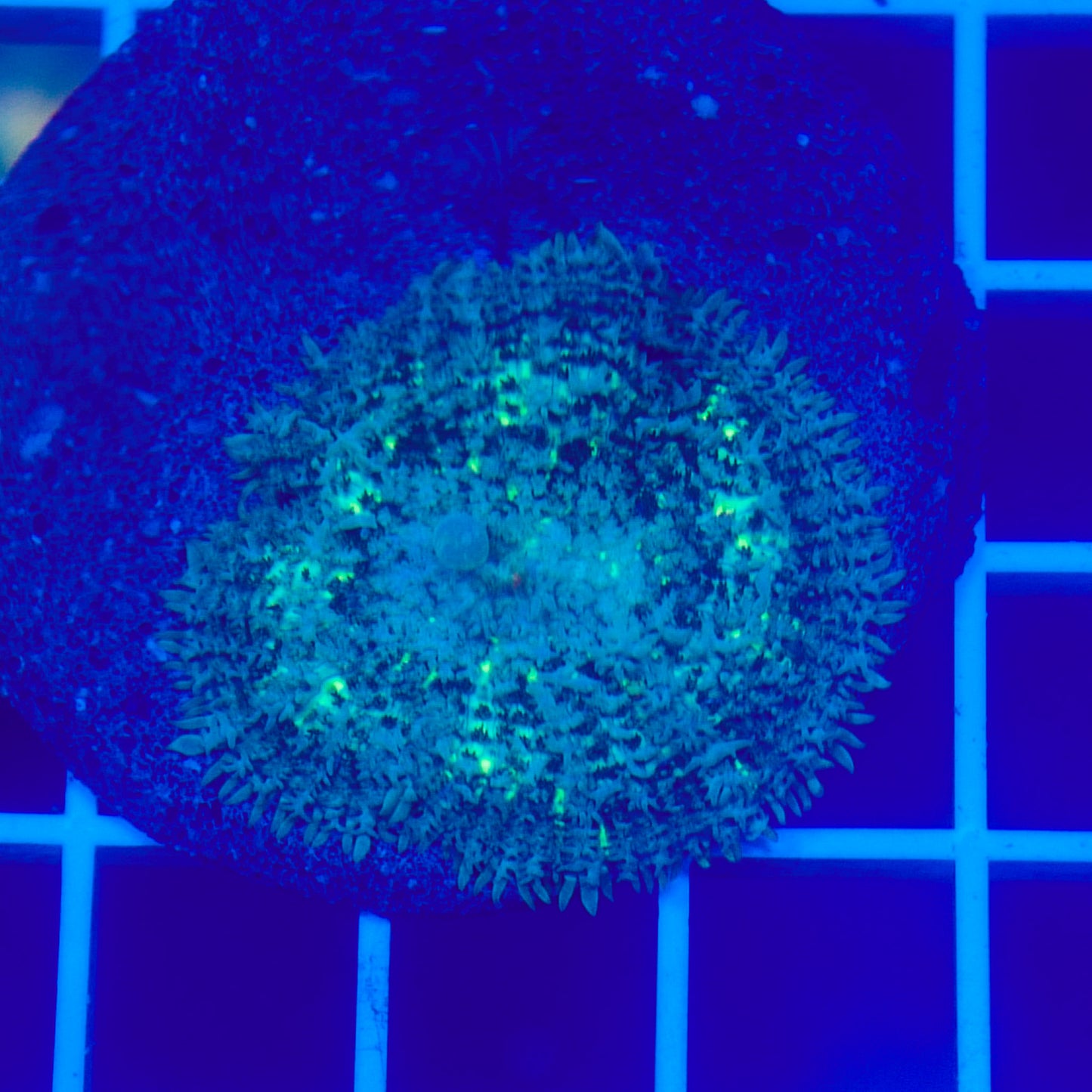 Bounce Mushroom R3T1D9 (WYSIWYG)