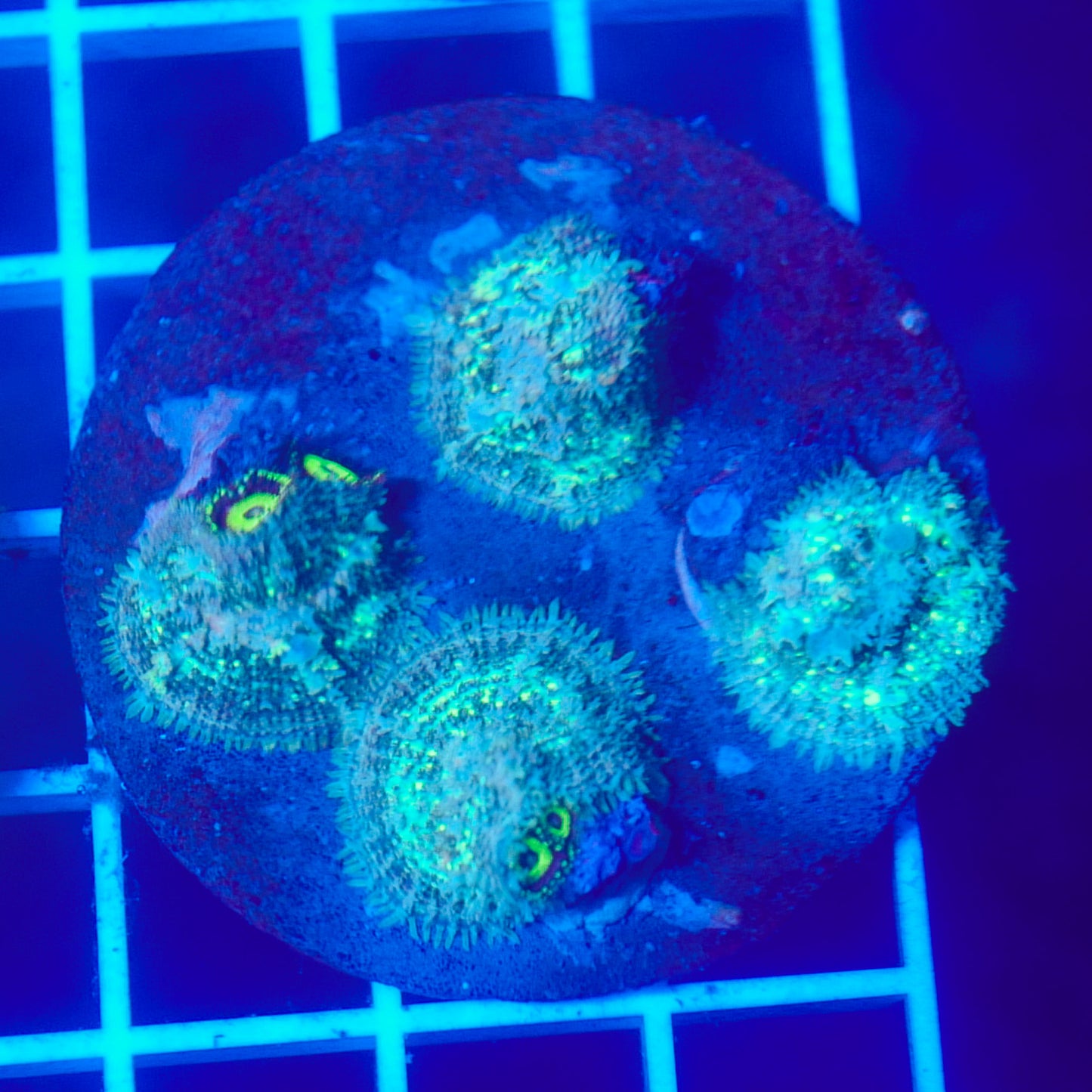 Bounce Mushroom Pack R3T1F1 (WYSIWYG)