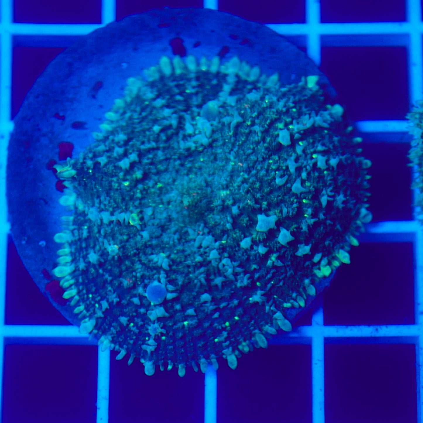 Bounce Mushroom R3T1F3 (WYSIWYG)