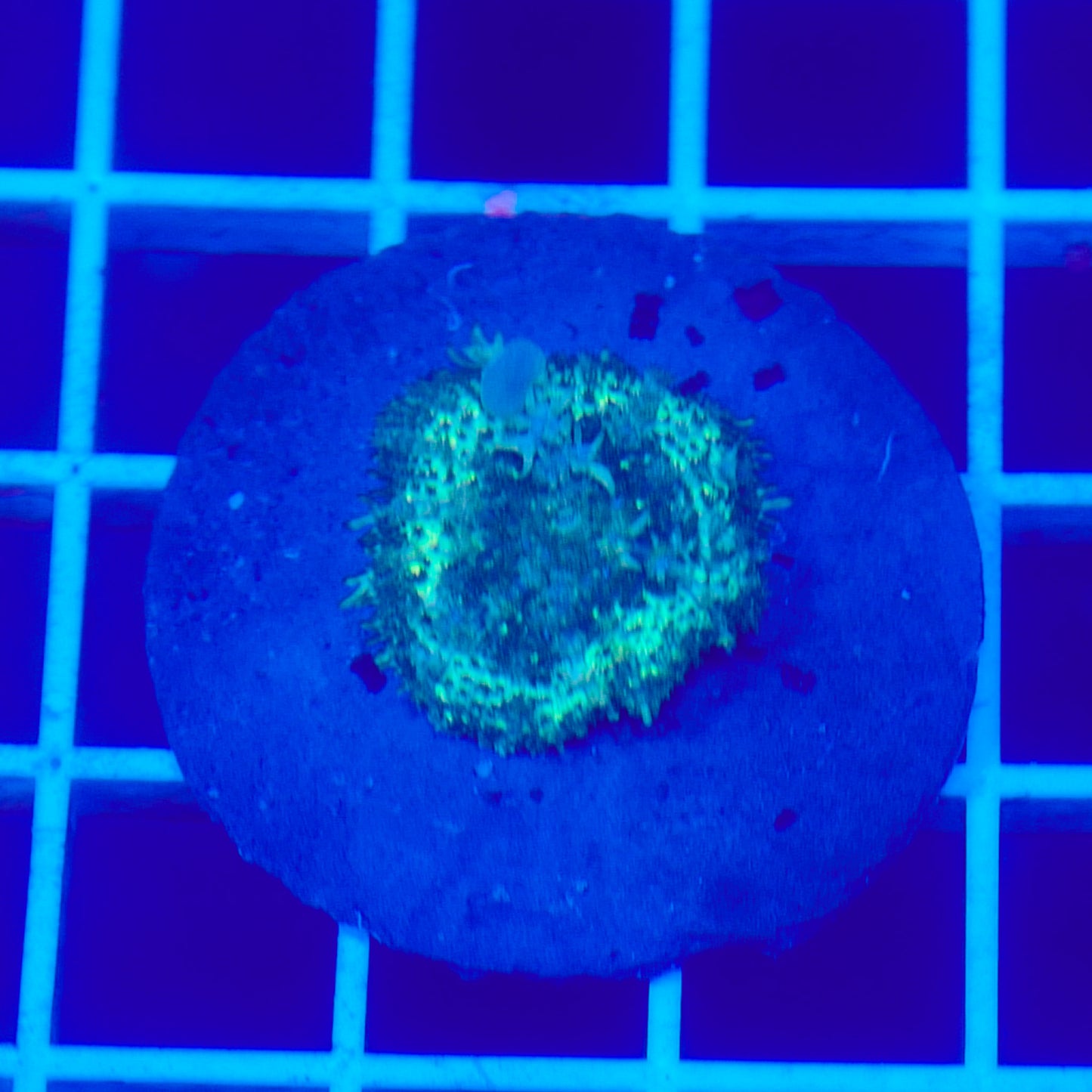 Bounce Mushroom R3T1F8 (WYSIWYG)