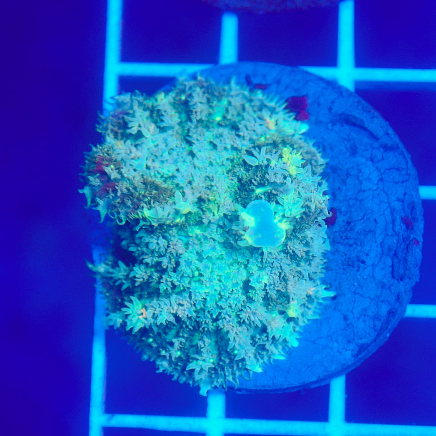 Bounce Mushroom R3T1G1 (WYSIWYG)