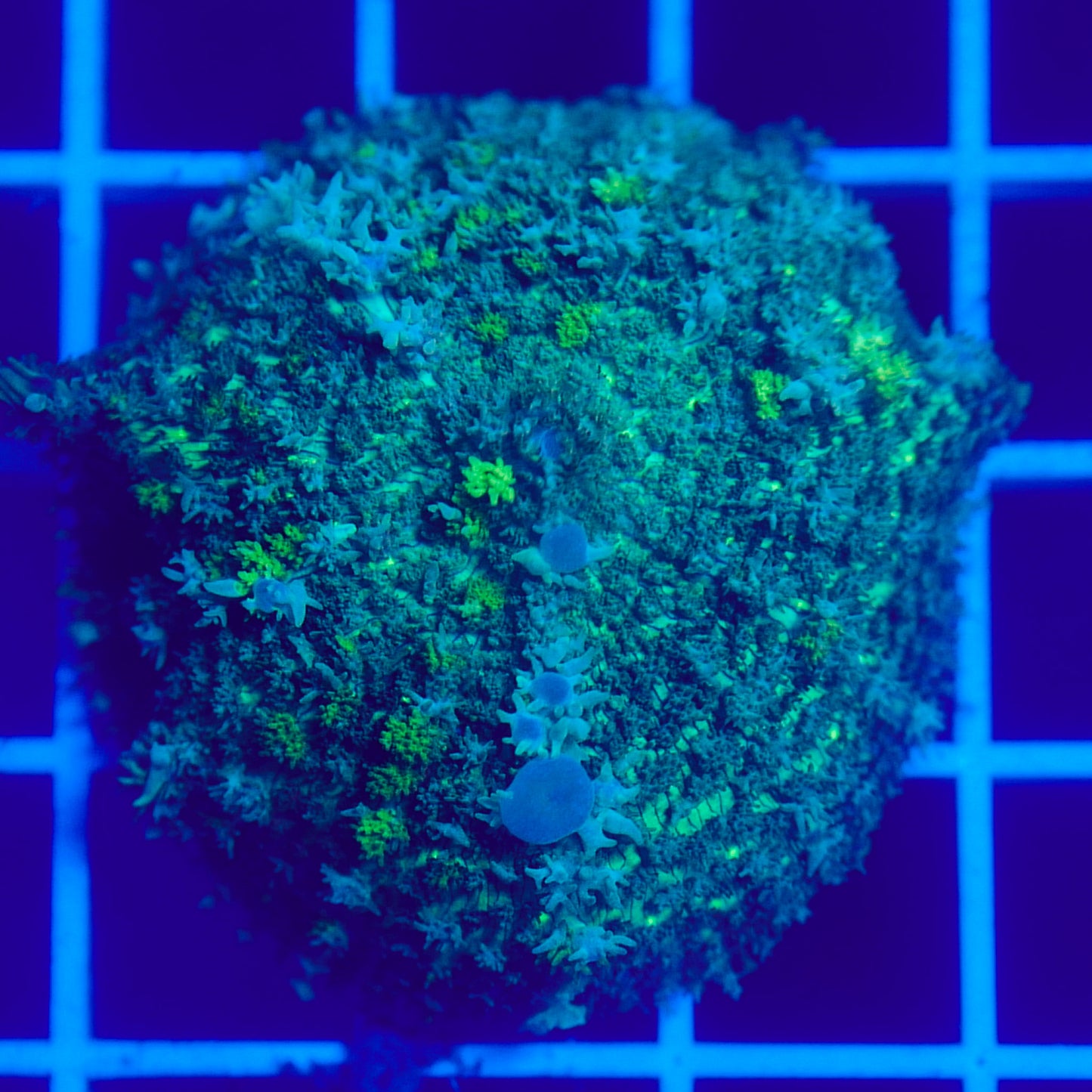 Bounce Mushroom R3T1G2 (WYSIWYG)