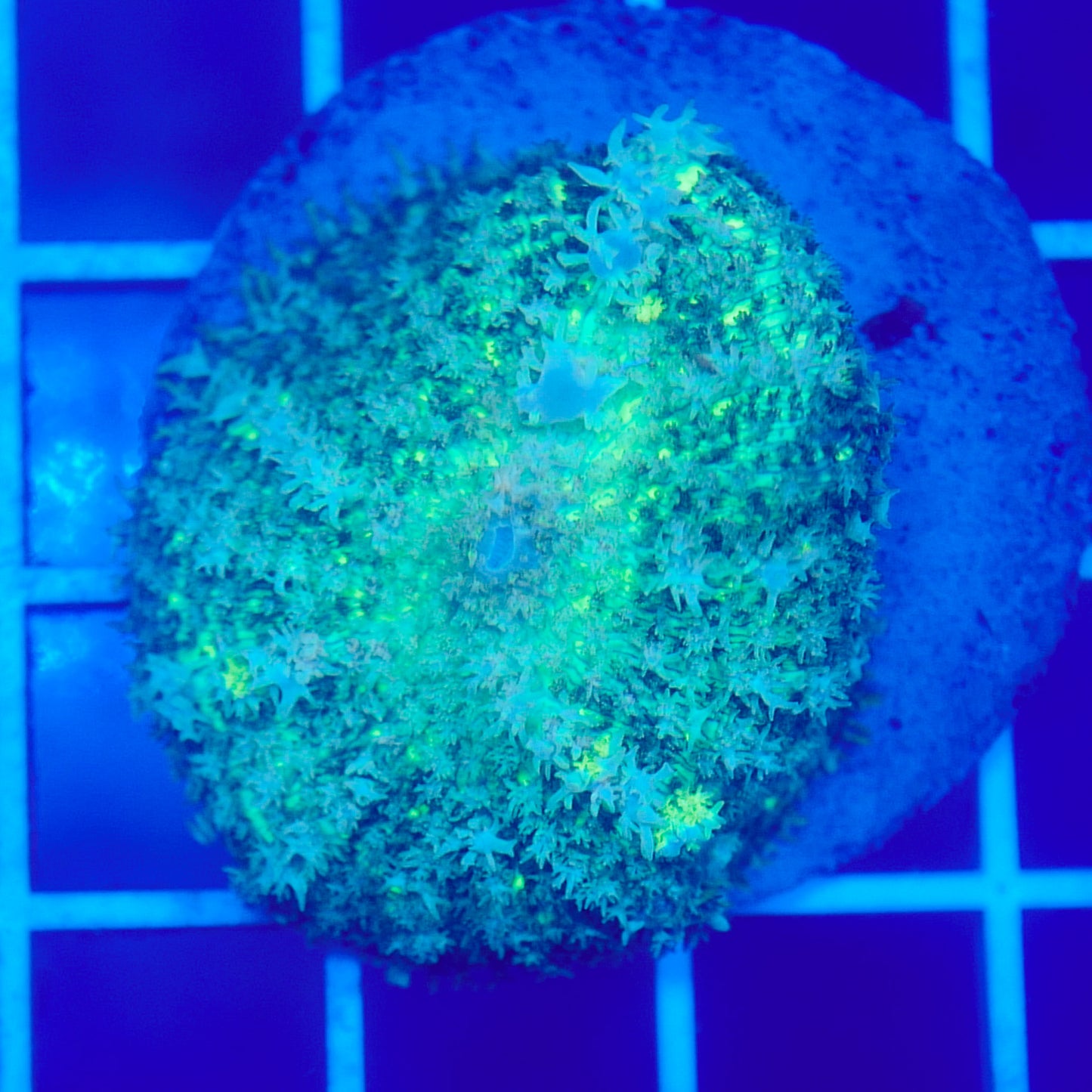 Bounce Mushroom R3T1G9 (WYSIWYG)