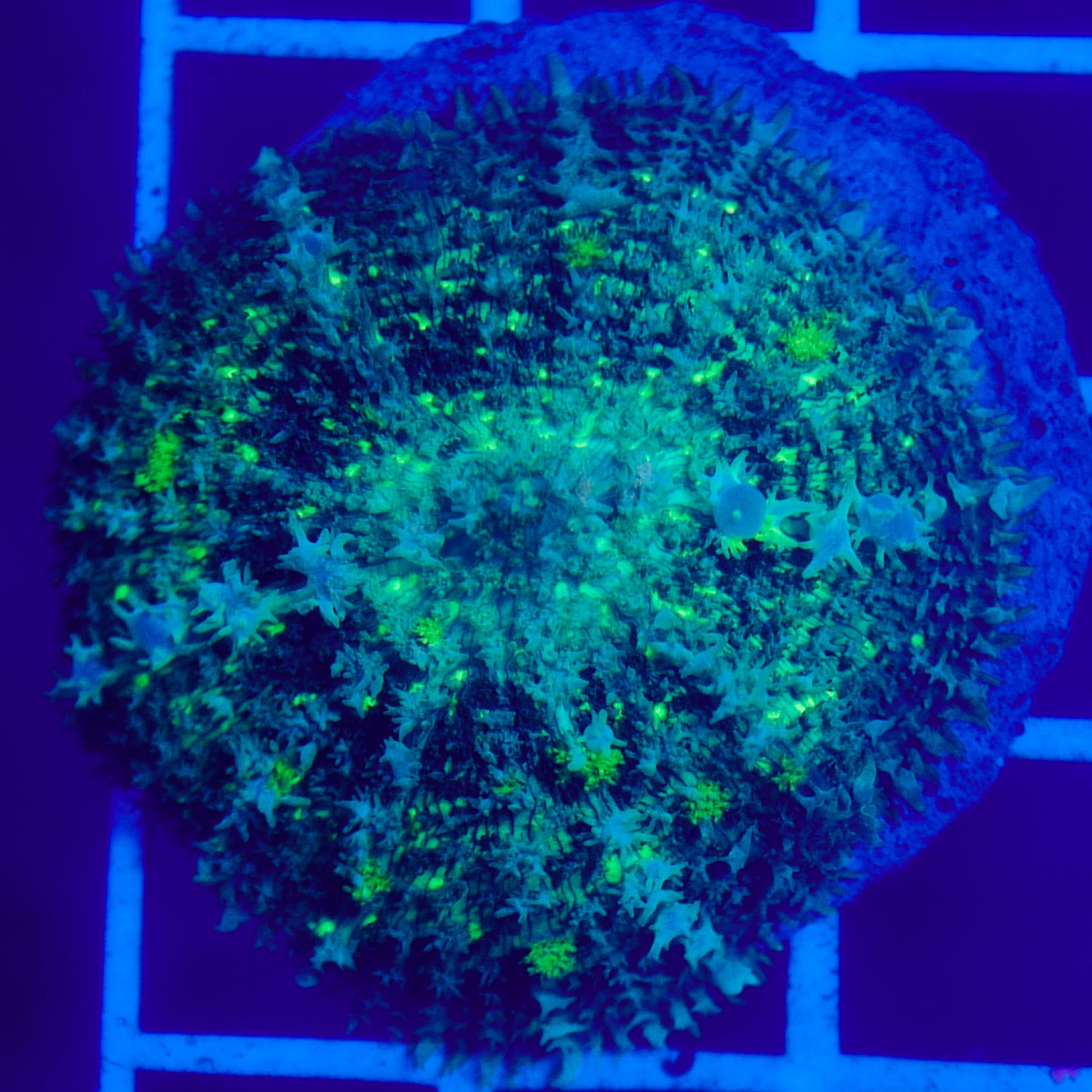 Bounce Mushroom R3T1H1 (WYSIWYG)