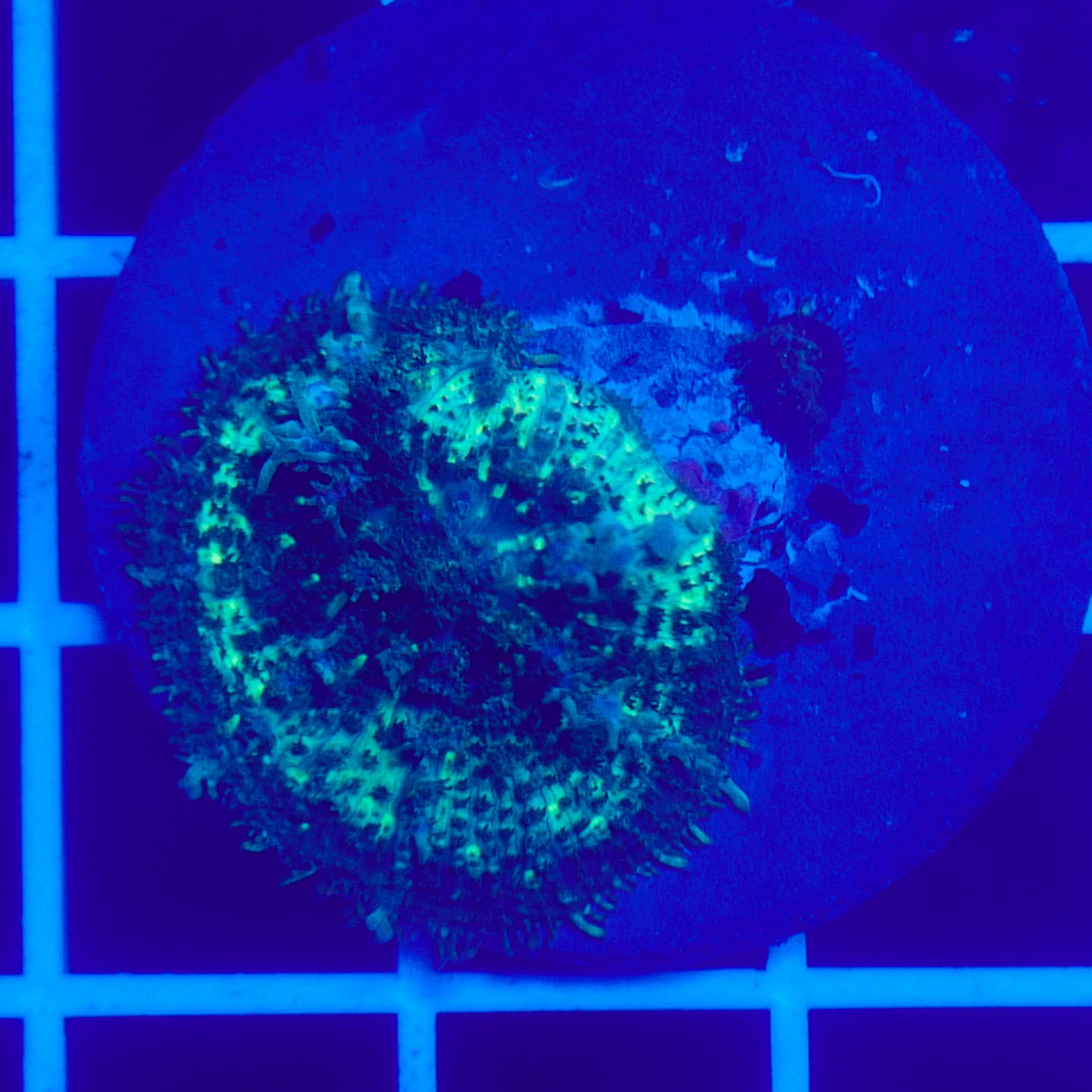 Bounce Mushroom R3T1H5 (WYSIWYG)