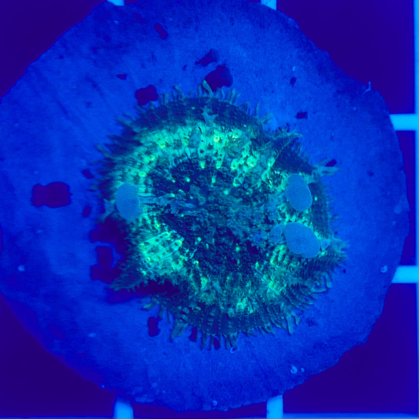 Bounce Mushroom R3T1I5 (WYSIWYG)