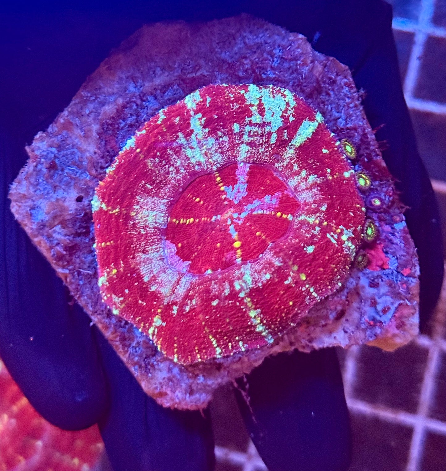 (WYSIWYG) Acan Maxima (Scolymia)
