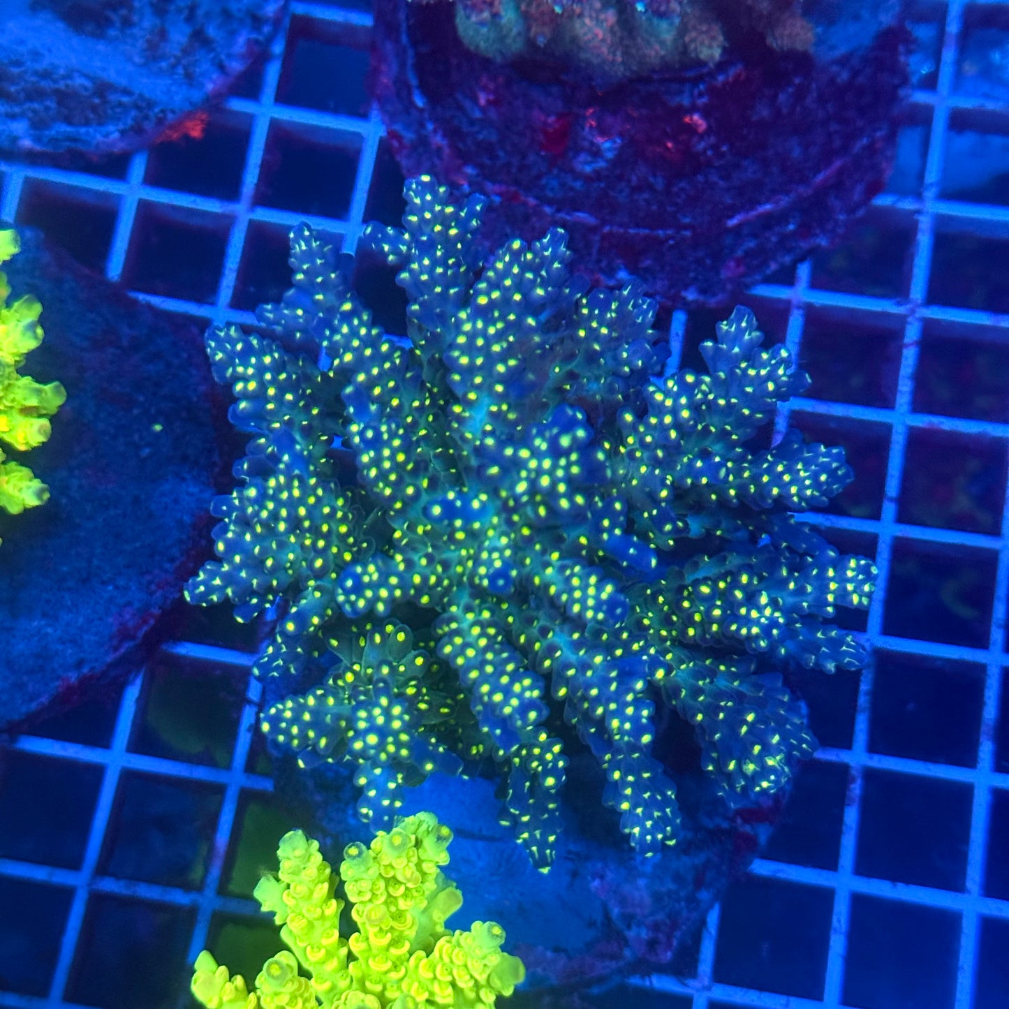 (WYSIWYG) Acropora Colony T3H3