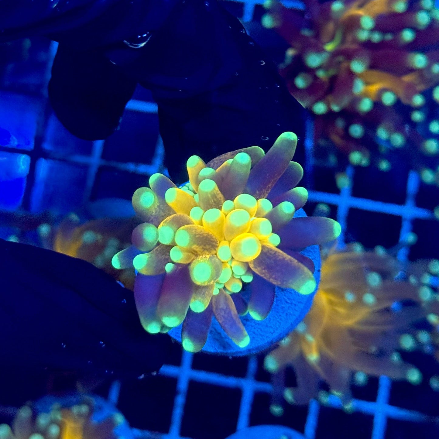 (WYSIWYG) Tiger-Type Torch A2