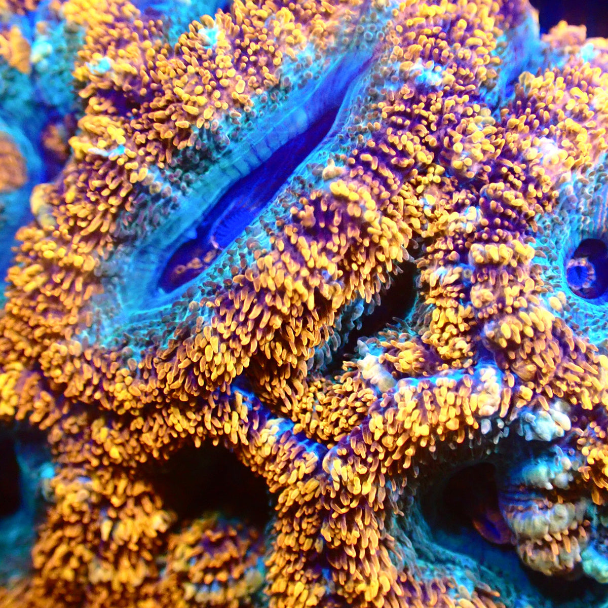 Charizard Acan Frag