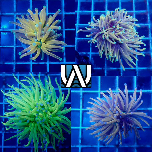 Torch Connoisseur Pack (Over $700 Value)