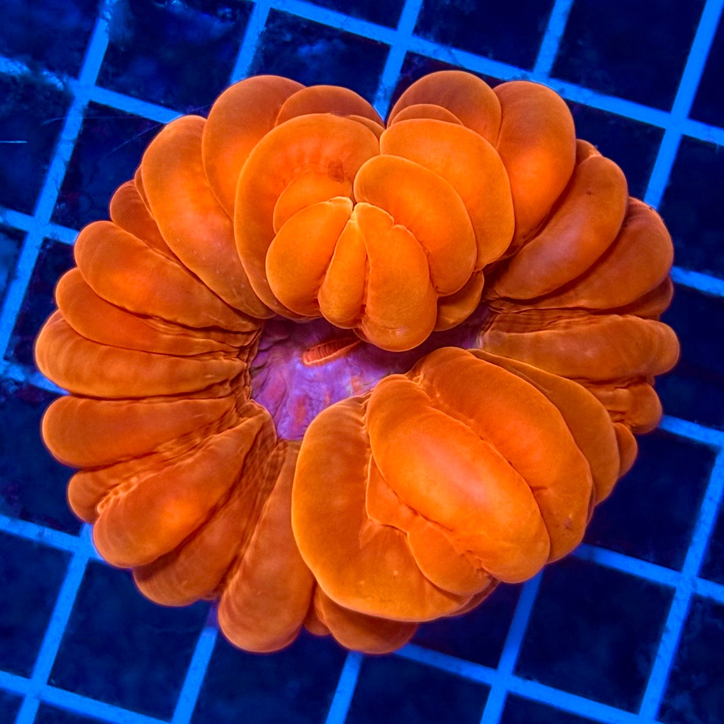 (WYSIWYG) "Red Robin" Cynarina