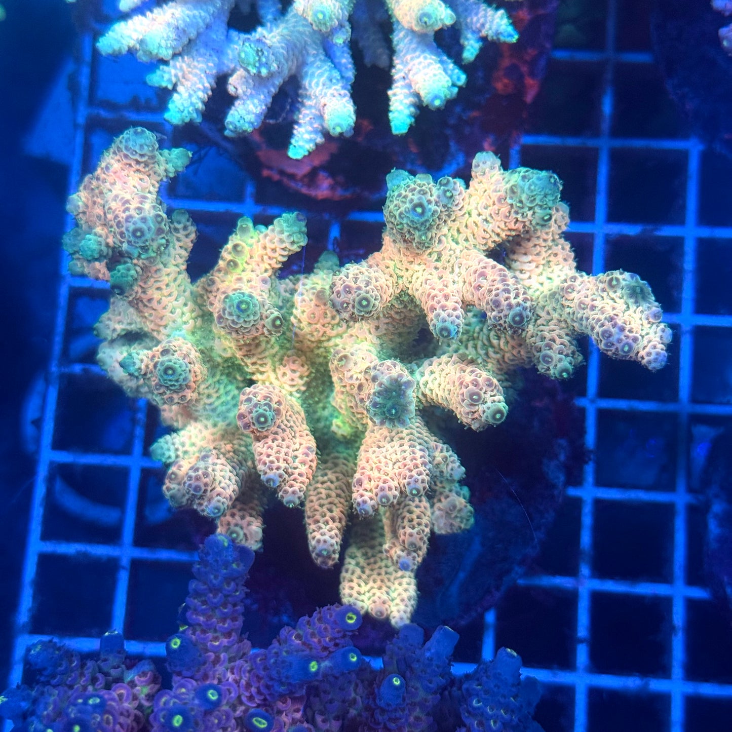 (WYSIWYG) Acropora Colony T3K1