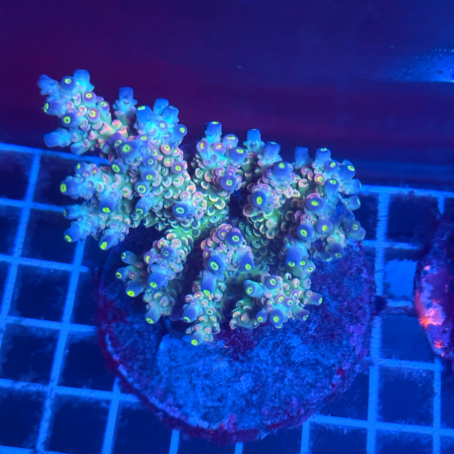 (WYSIWYG) Acropora Colony T2A2