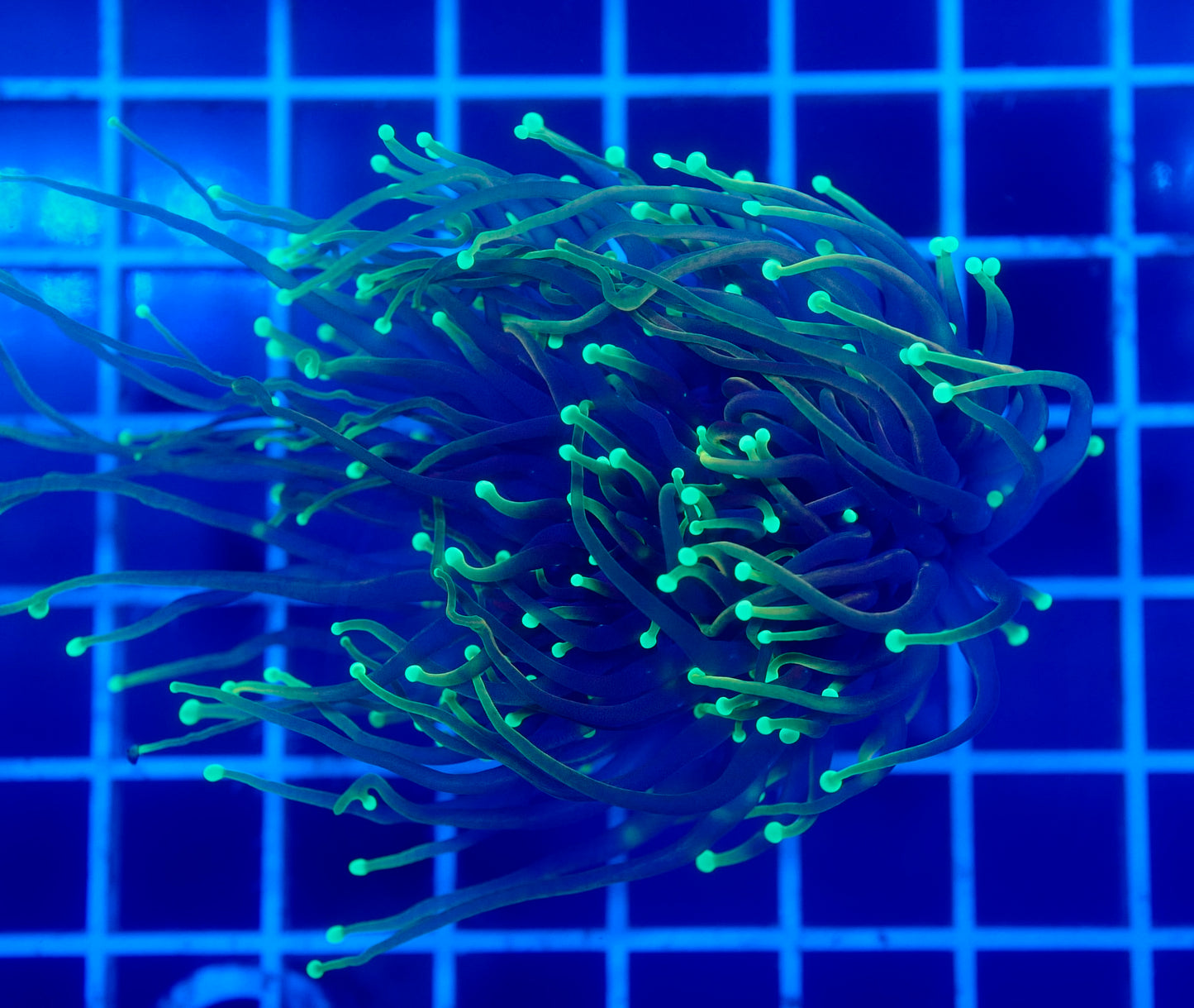 (WYSIWYG) Dragon Soul Torch B3 (Long Tentacles) (Splitting)