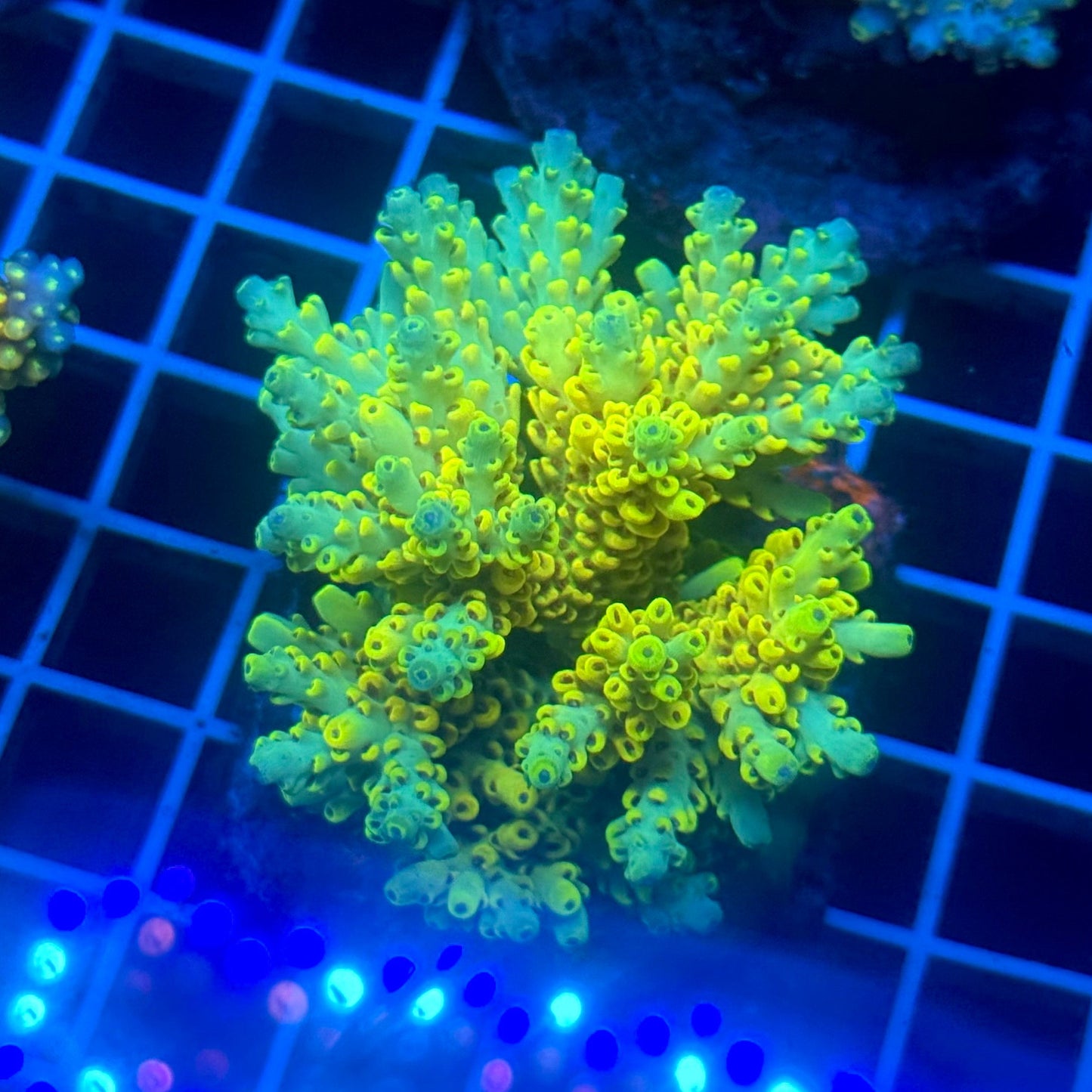(WYSIWYG) Acropora Colony E10
