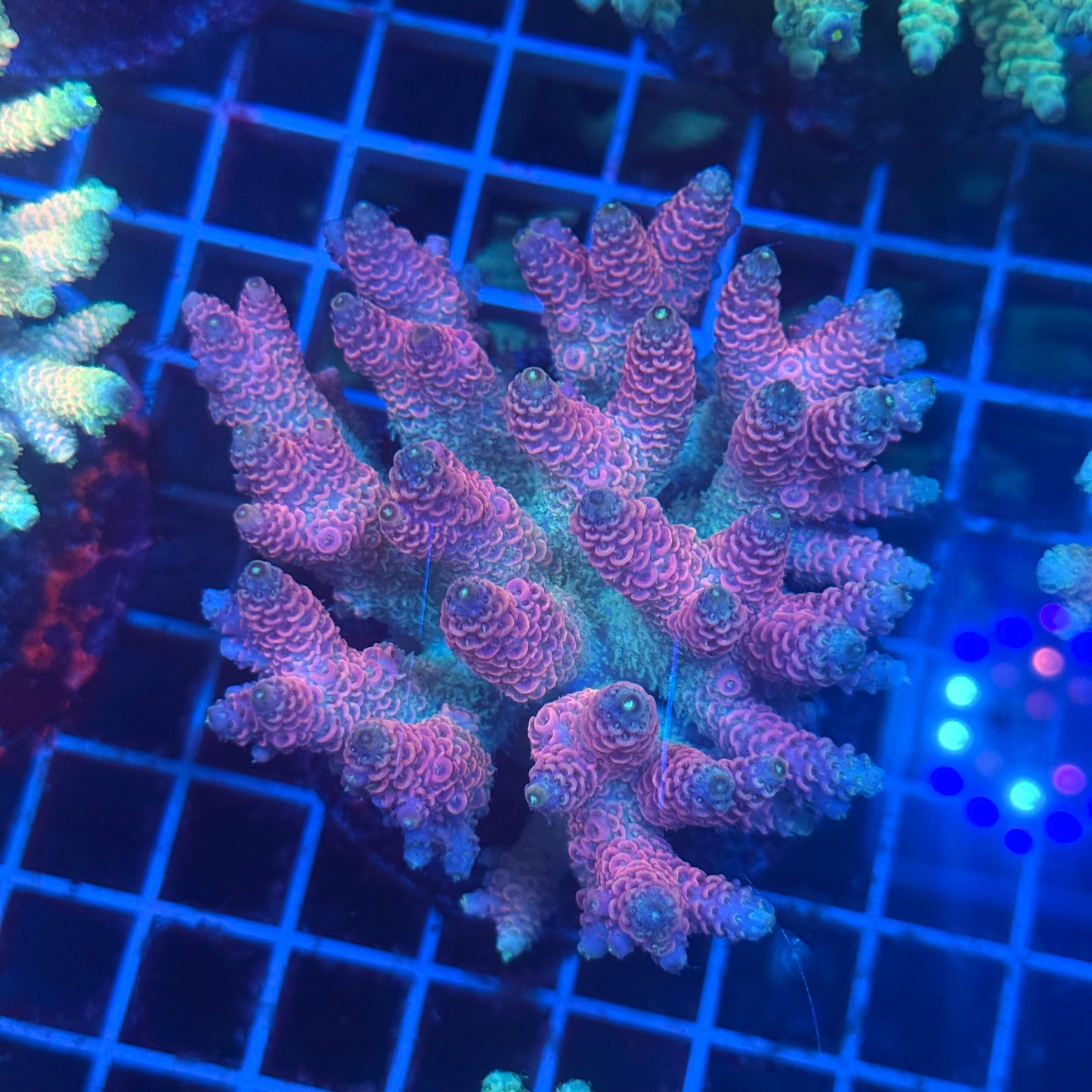 (WYSIWYG) Acropora Colony T3J2