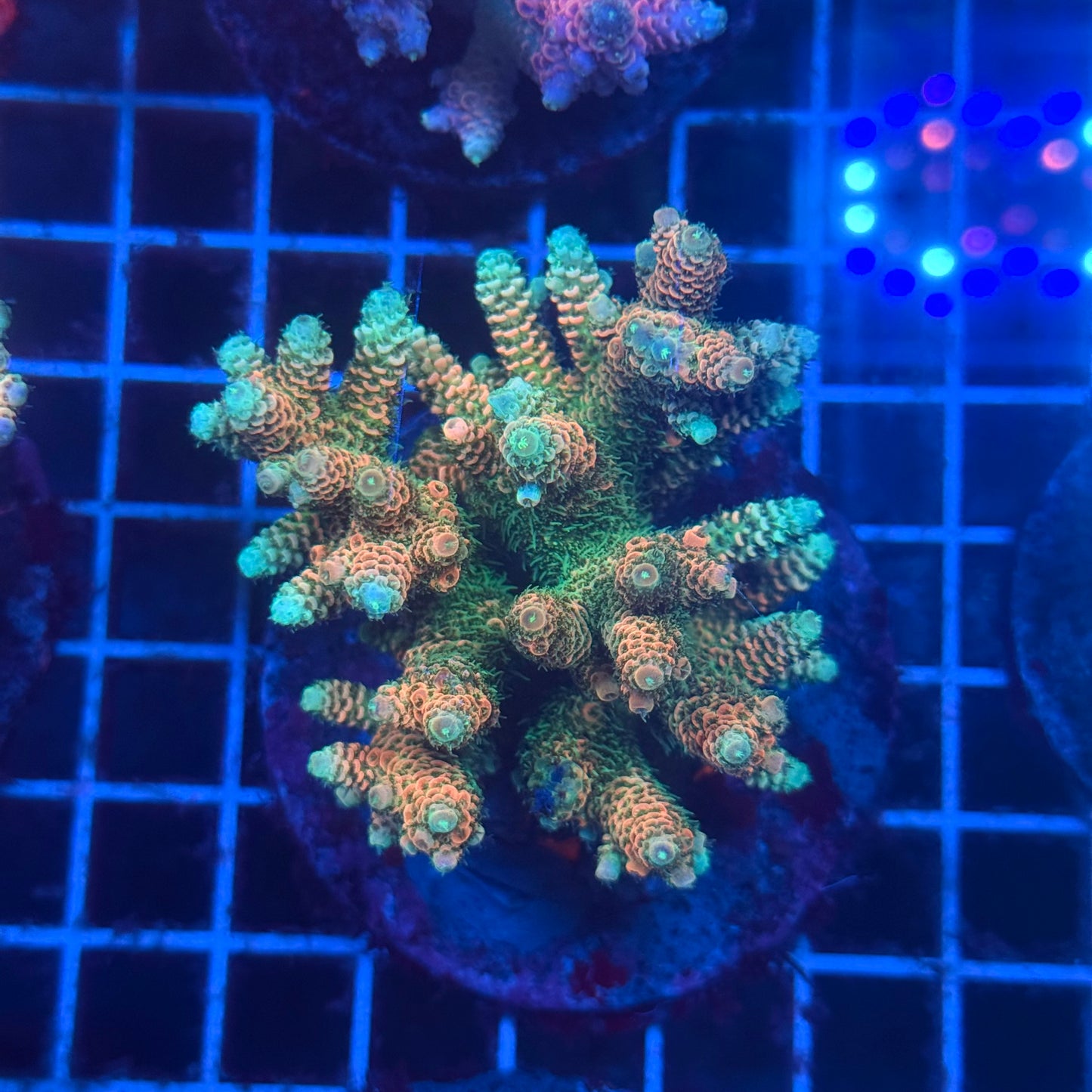 (WYSIWYG) Acropora Colony T3K2
