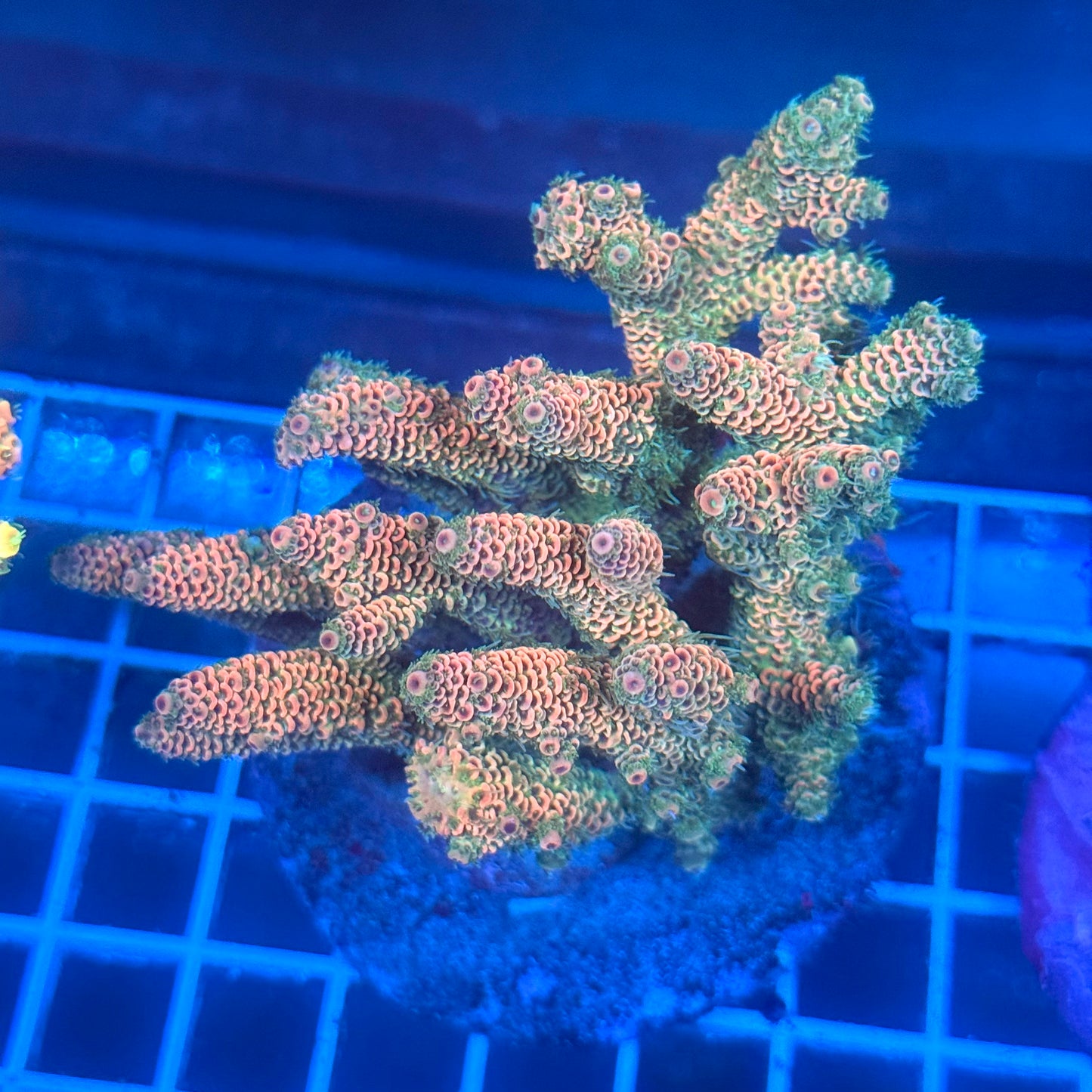 (WYSIWYG) Acropora Colony A6