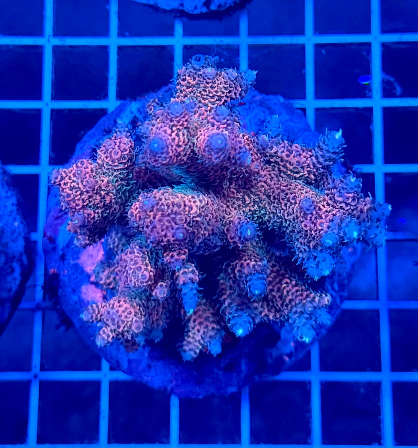 (WYSIWYG) Acropora Colony T2D6