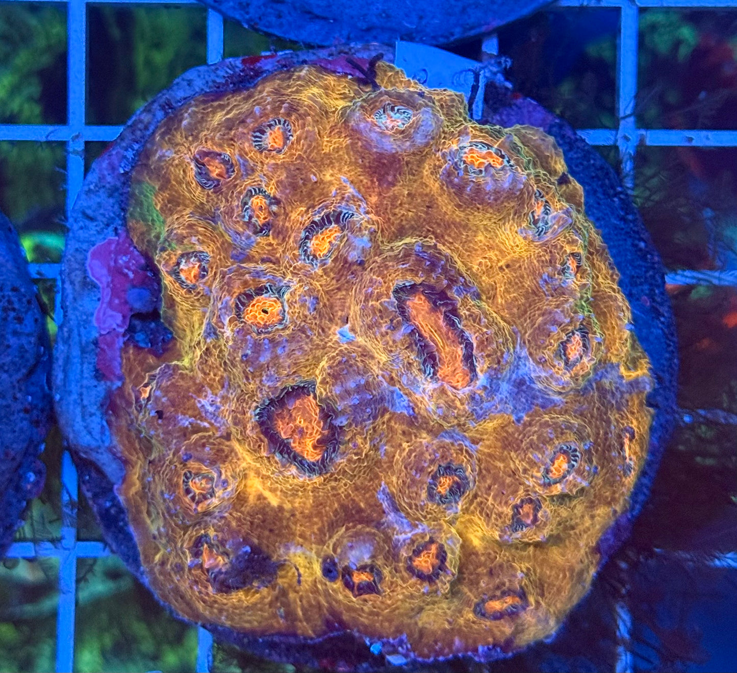 (WYSIWYG) Chalice Colony A4