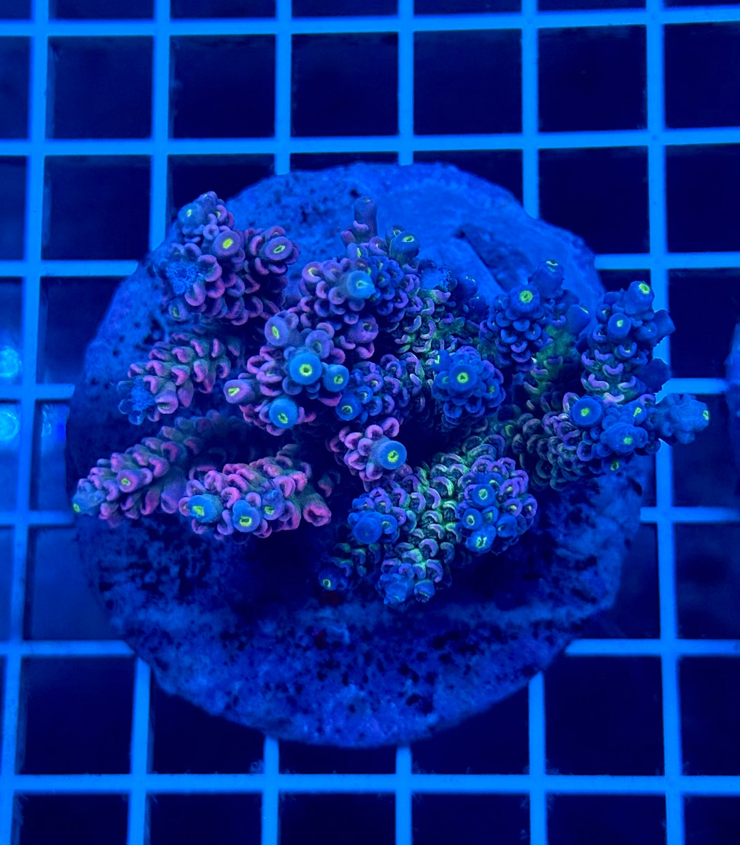 (WYSIWYG) Man-Grafted Acropora Colony T2D4