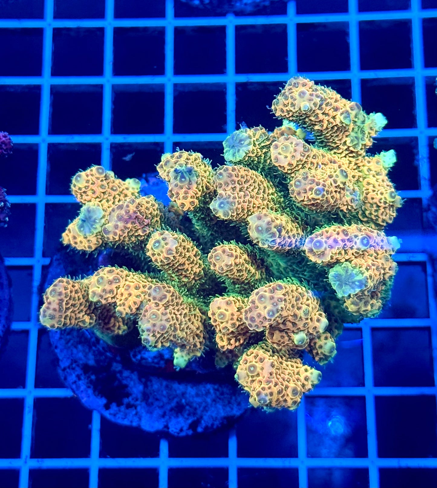 (WYSIWYG) Acropora Colony T2C6