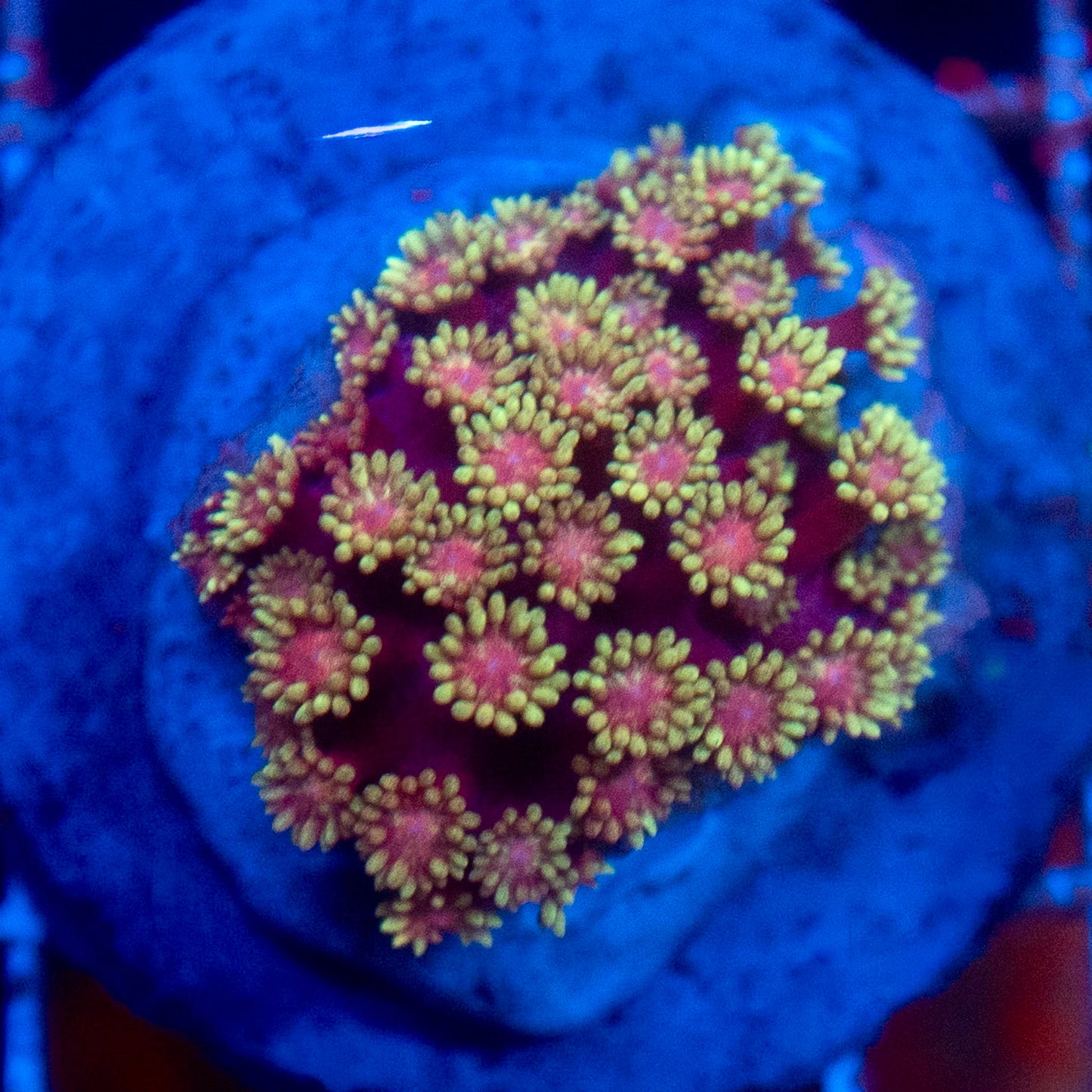 (WYSIWYG) Mai Tai Goni Colony R2T1B2