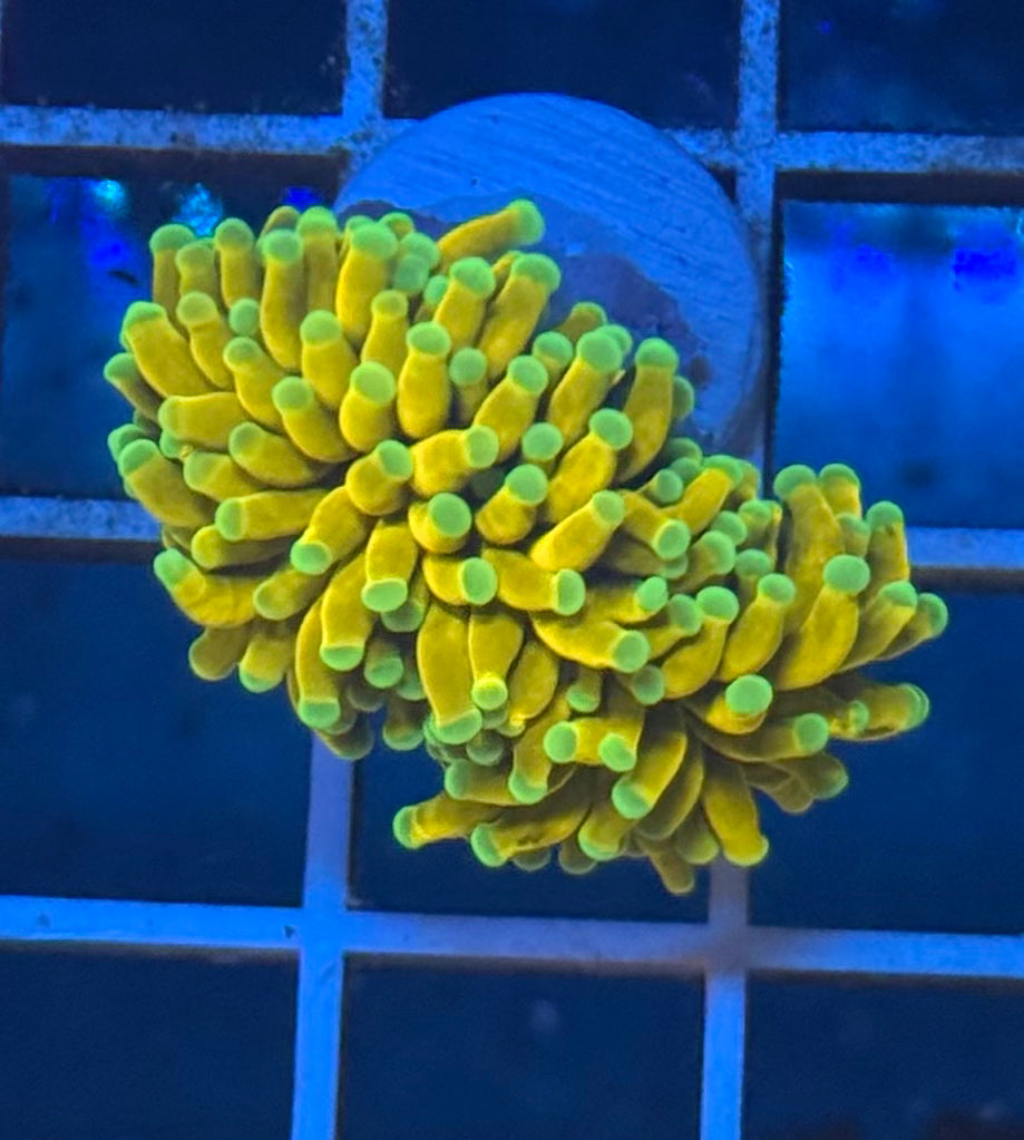 (WYSIWYG) Banana Torch A4 (Splitting)