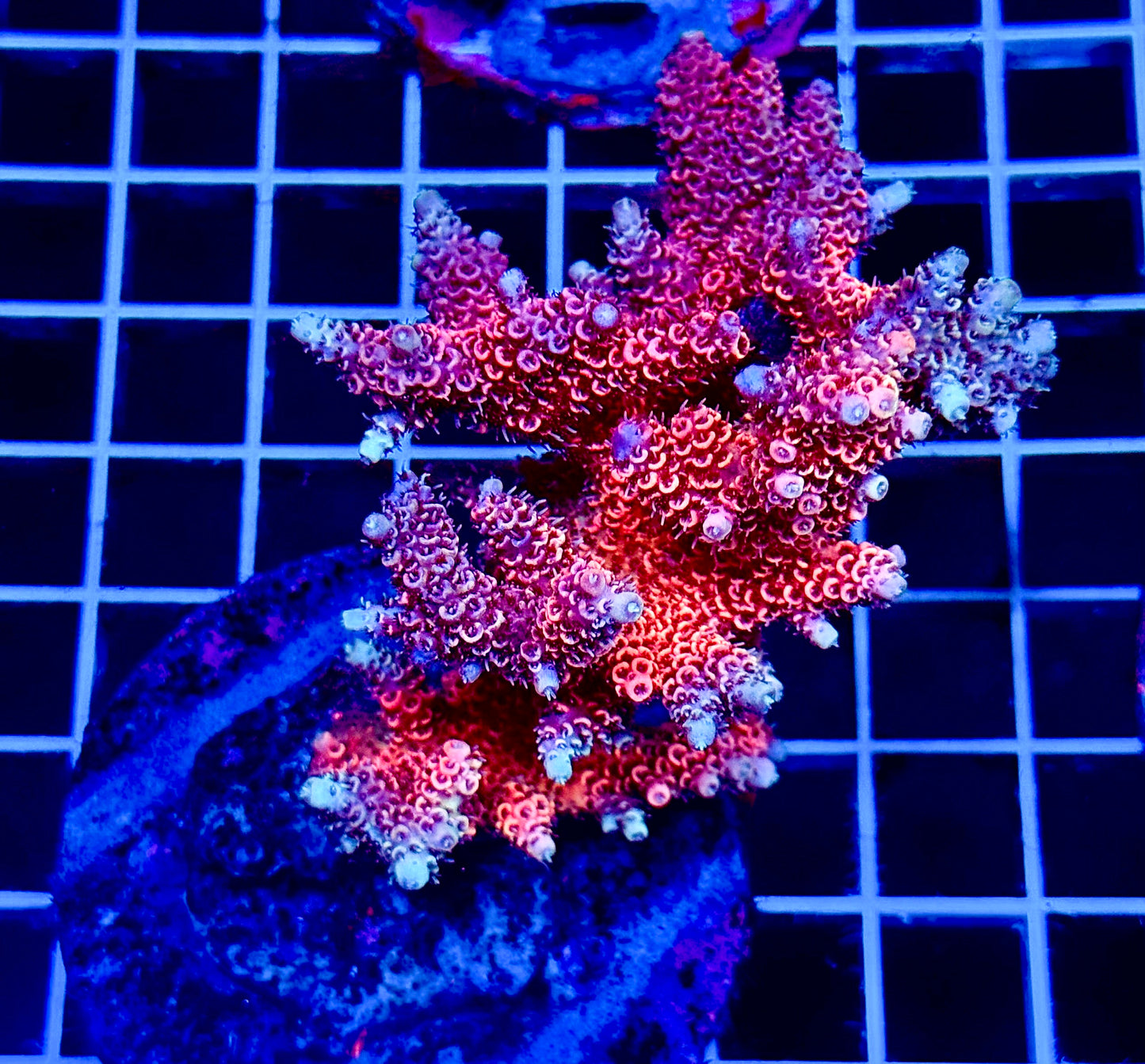 (WYSIWYG) Acropora Colony T1C1