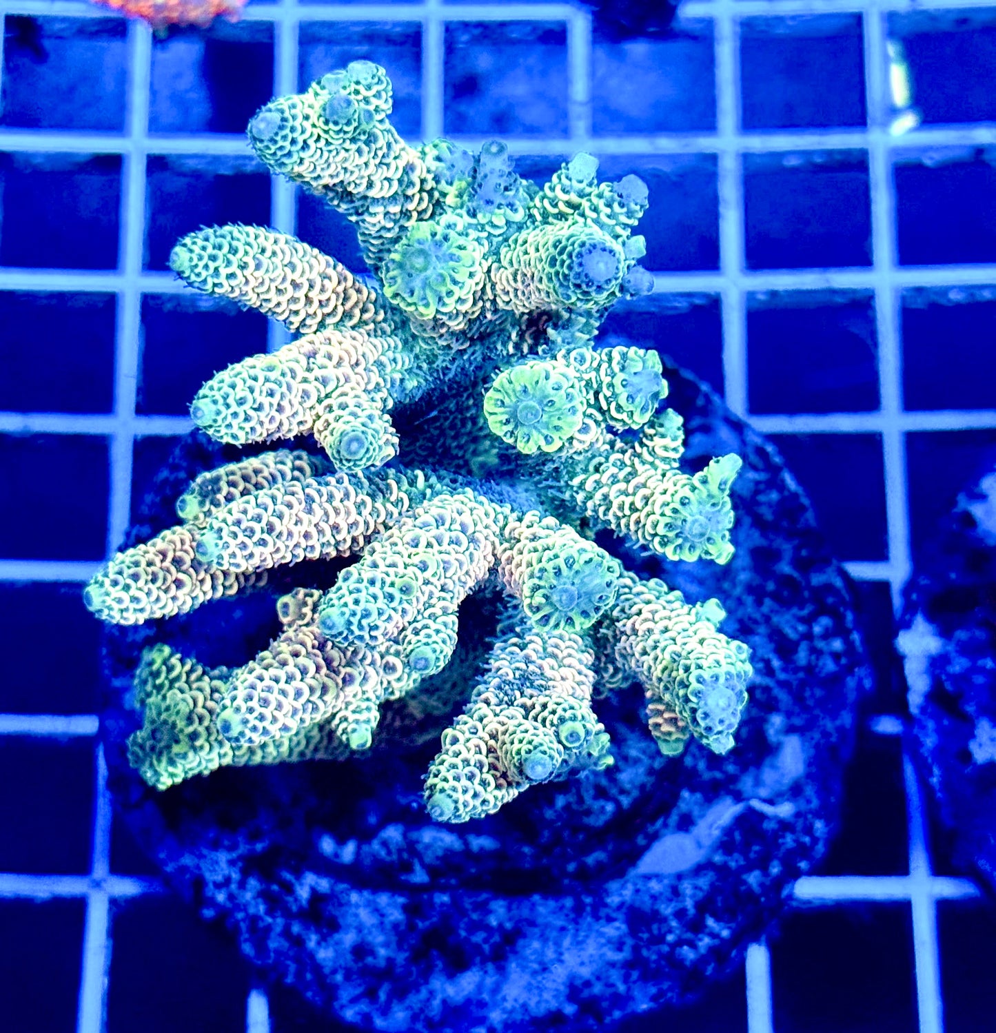 (WYSIWYG) Acropora Colony T2A1