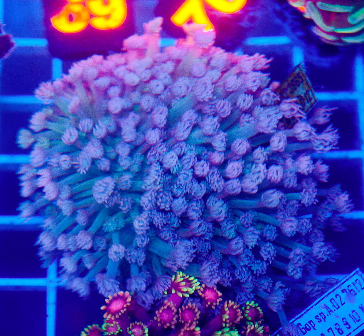 (WYSIWYG) Goni Colony R2T1A4