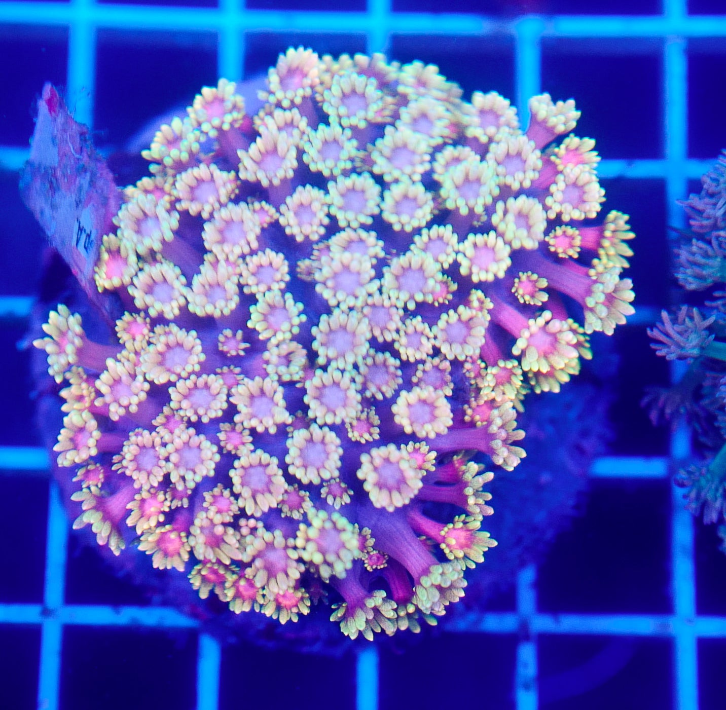 (WYSIWYG) Goni Colony R2T1B1