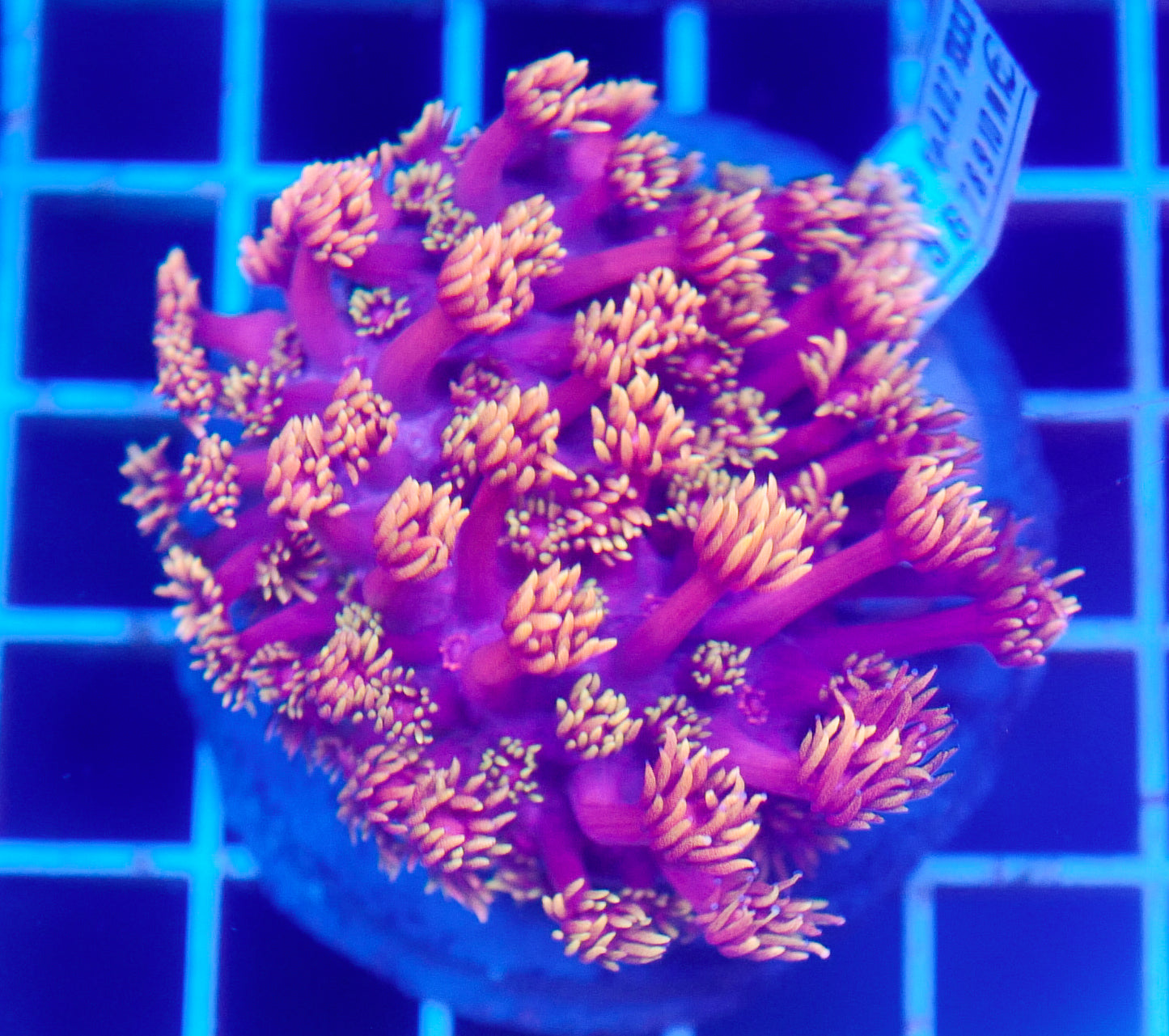 (WYSIWYG) Goni Colony R2T1C1